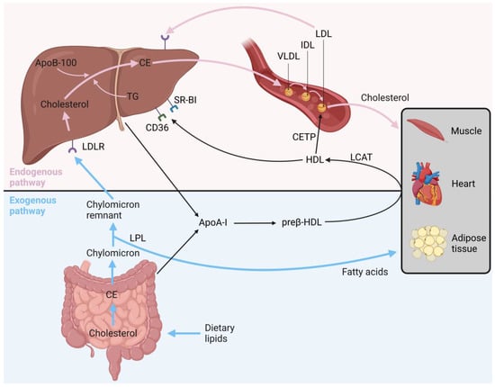 Cells | Free Full-Text | AhR, PXR and CAR: From Xenobiotic Receptors to ...