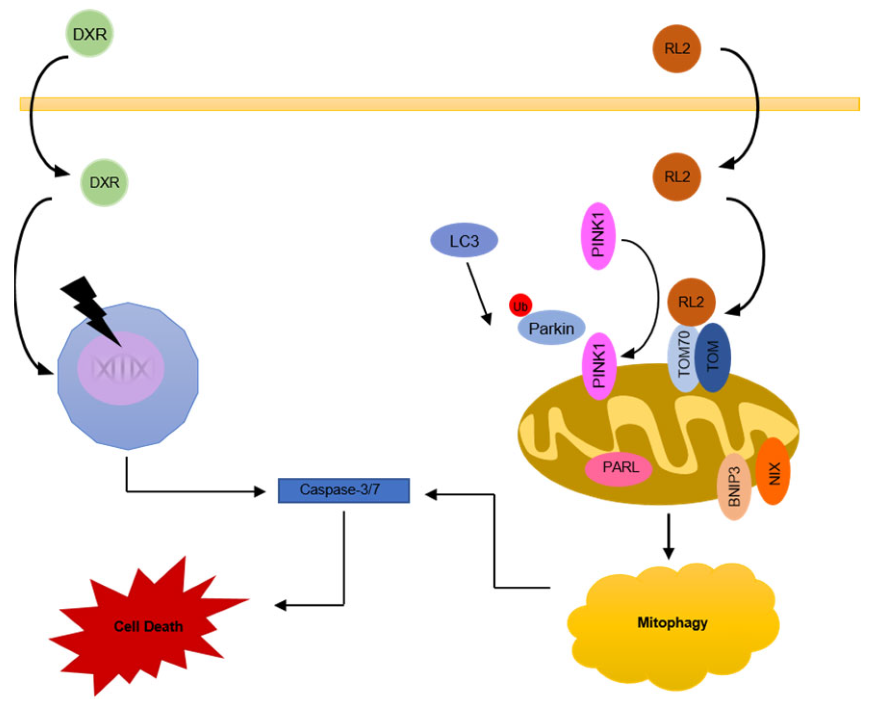 Cells 12 02779 g006 Cells 12 02779 g006