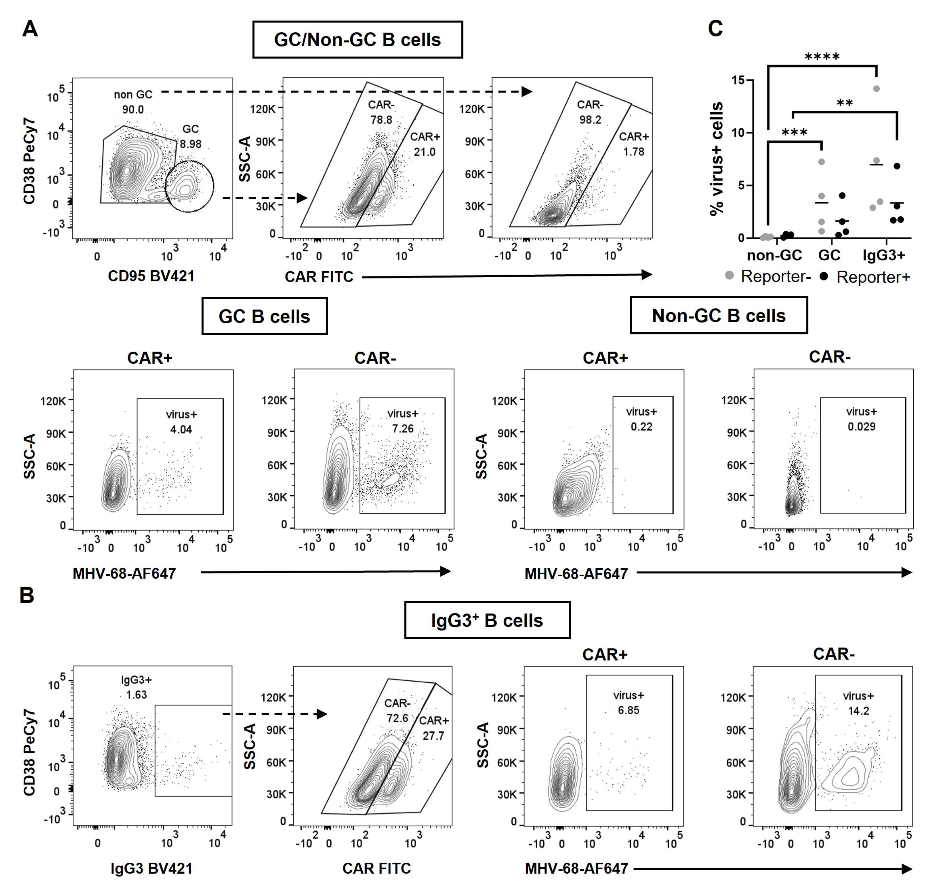 Cells 12 02780 g003