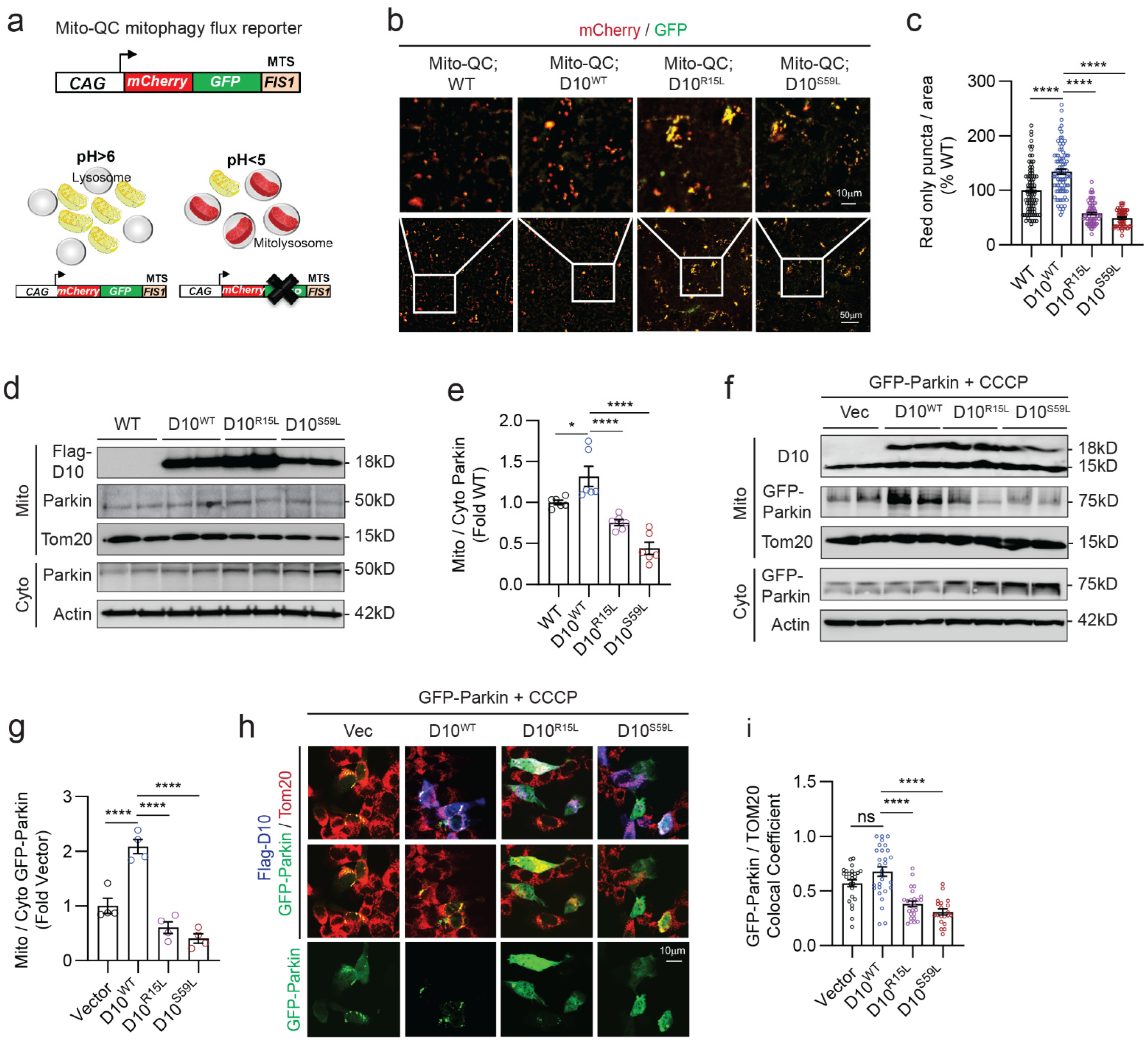 Cells 12 02781 g001 Cells 12 02781 g001