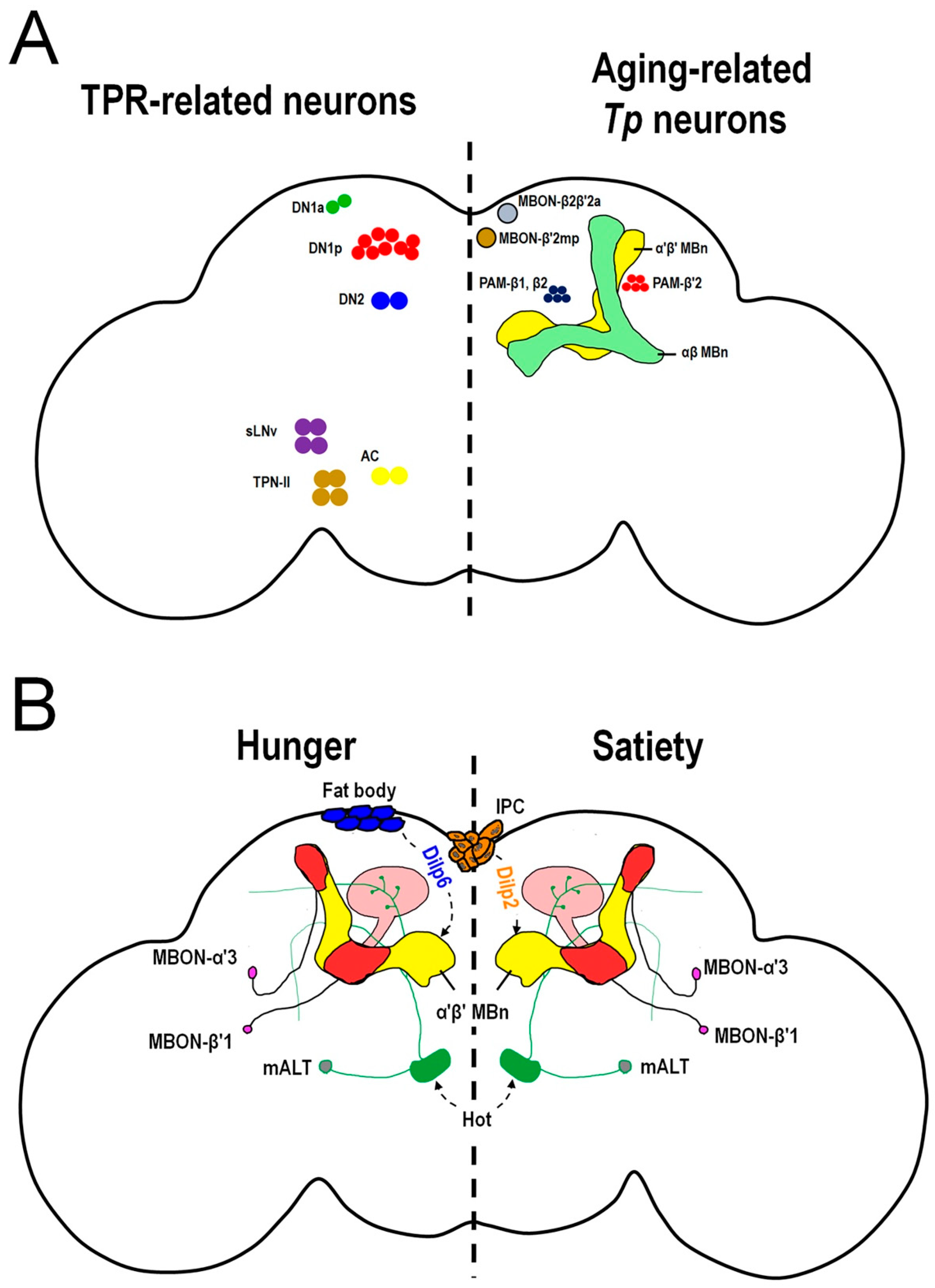 https://www.mdpi.com/cells/cells-12-02792/article_deploy/html/images/cells-12-02792-g003.png