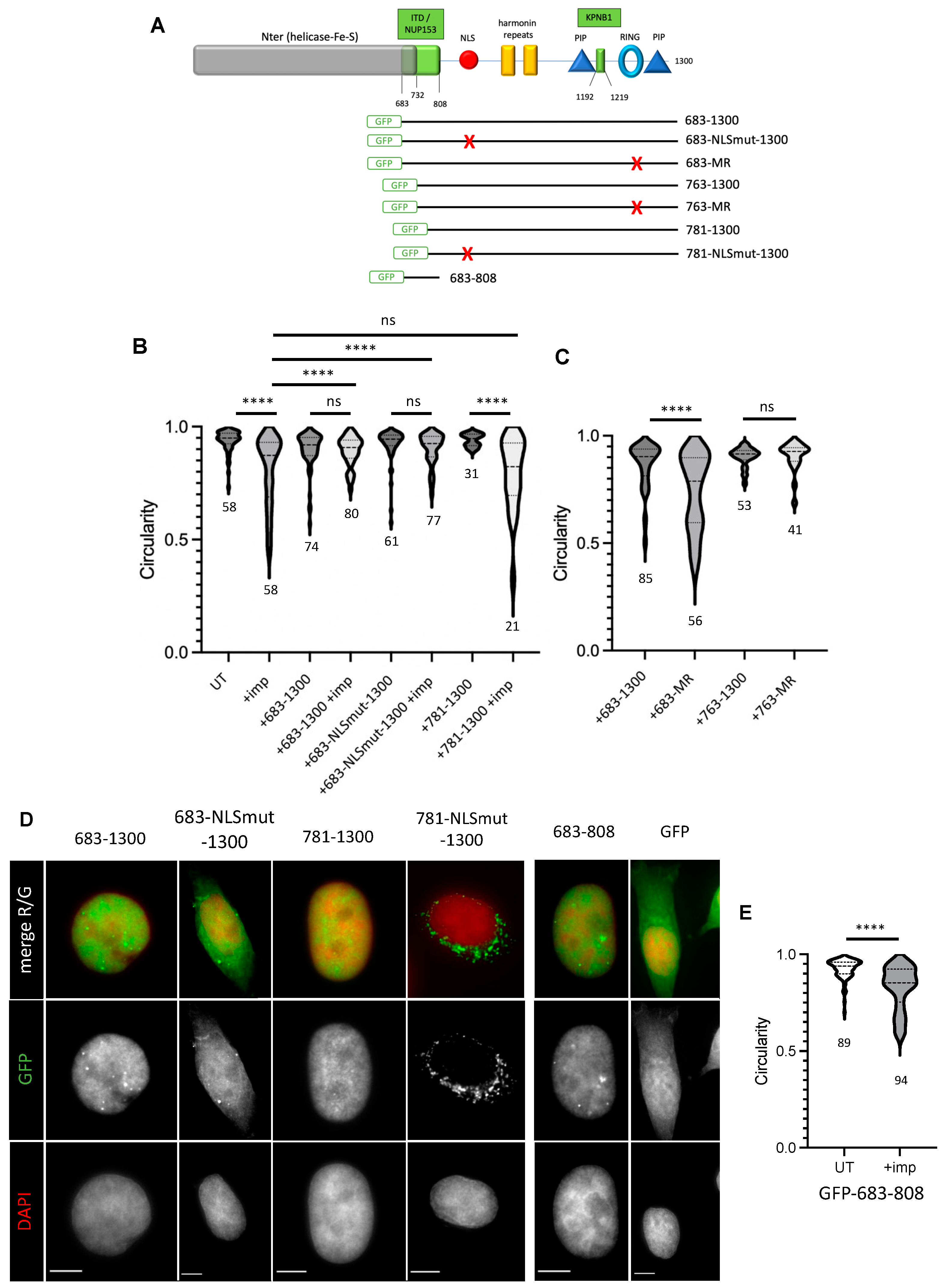 Cells 12 02798 g005