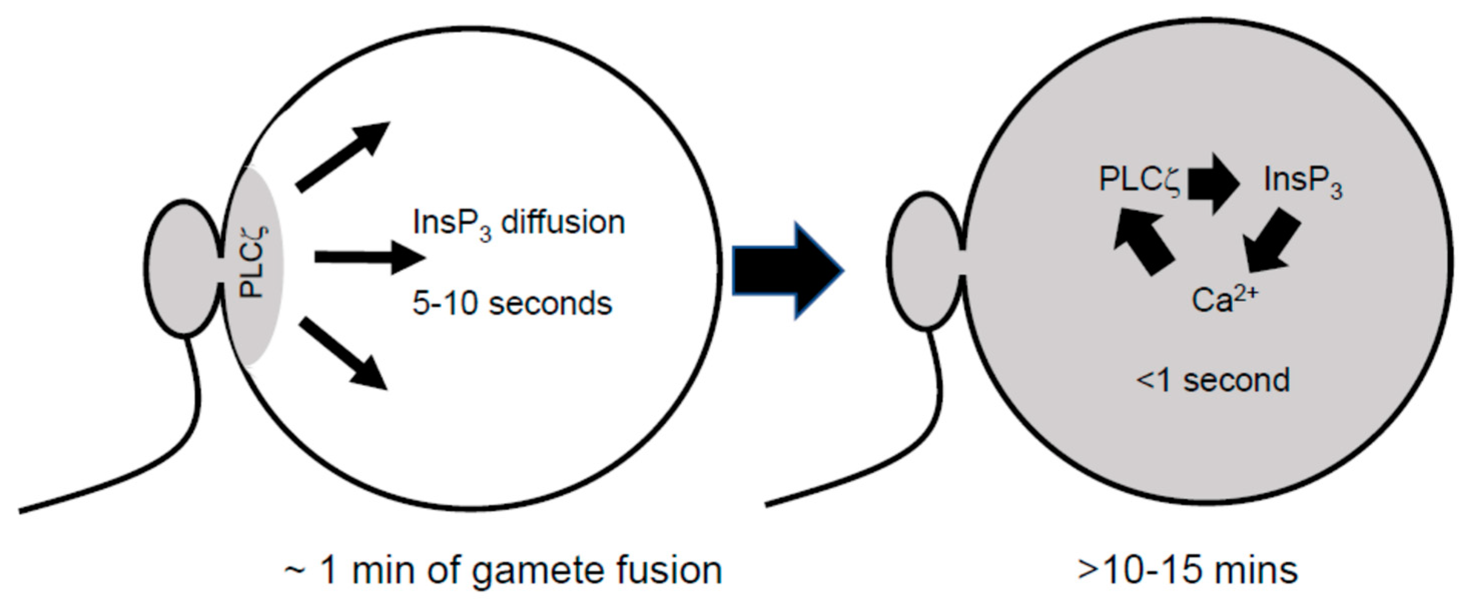 Cells 12 02809 g002 Cells 12 02809 g002