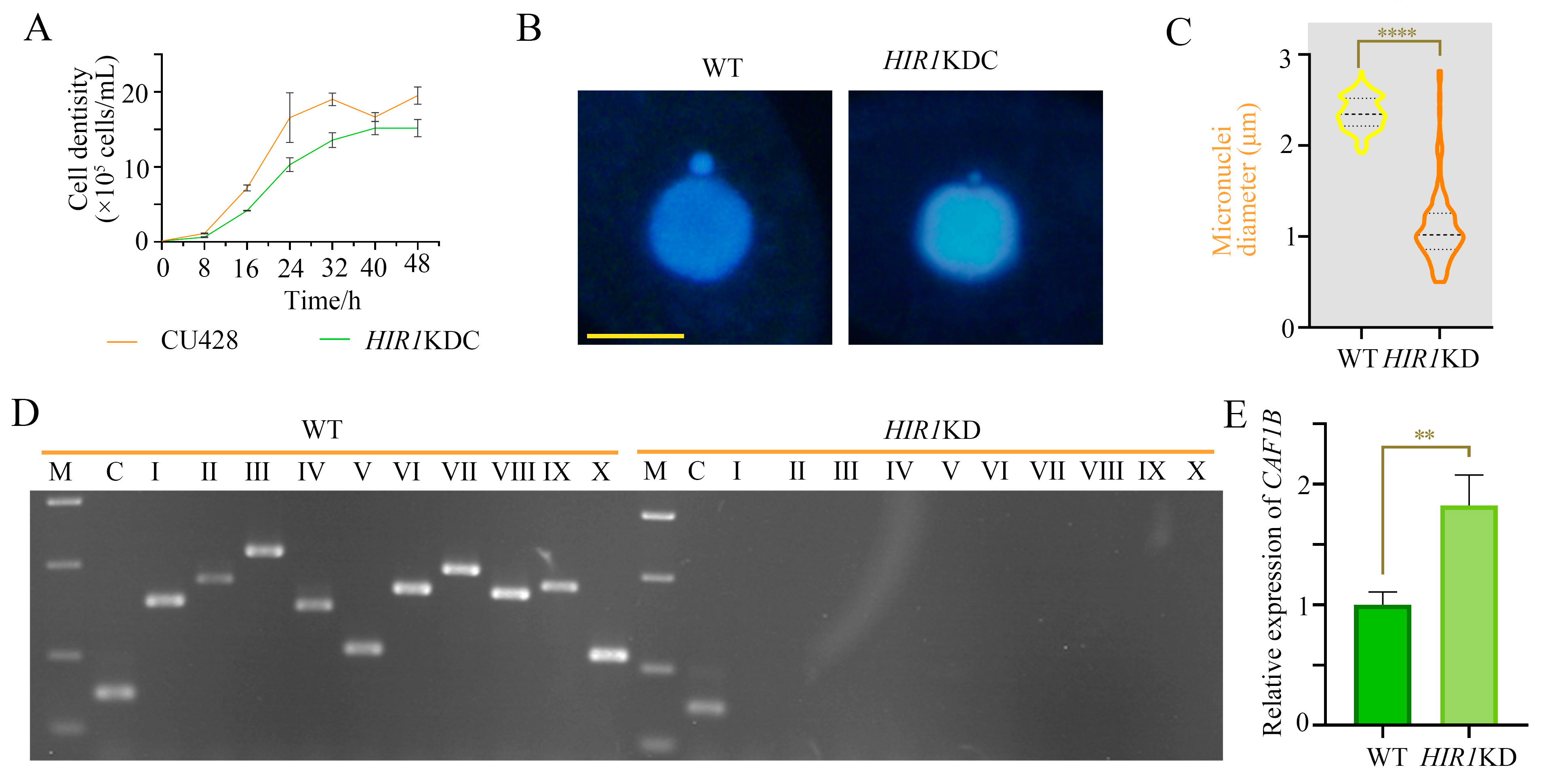 Cells 12 02828 g004 Cells 12 02828 g004