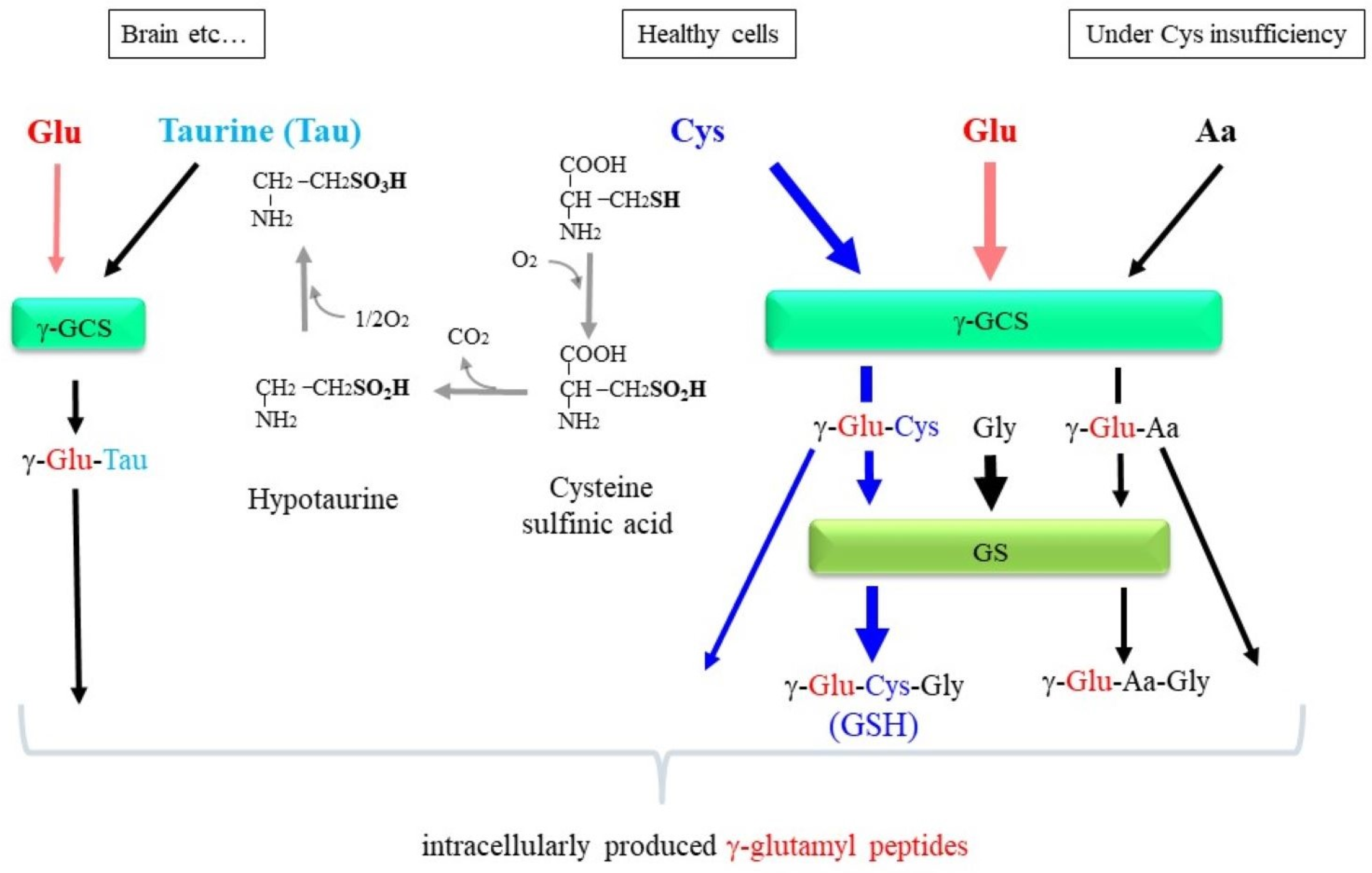 Cells 12 02831 g007 Cells 12 02831 g007