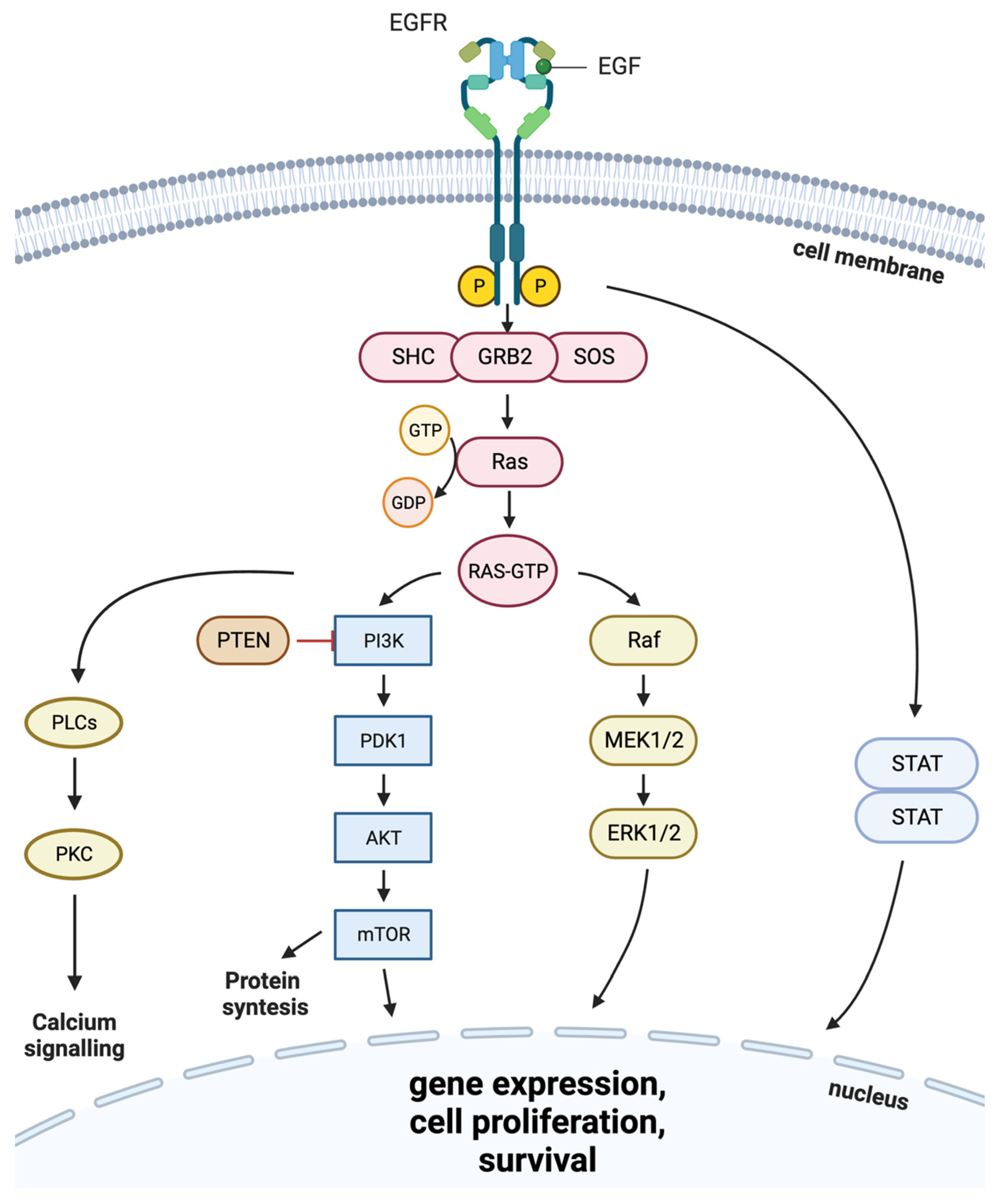 Cells | Free Full-Text | Targeted Inhibitors of EGFR: Structure