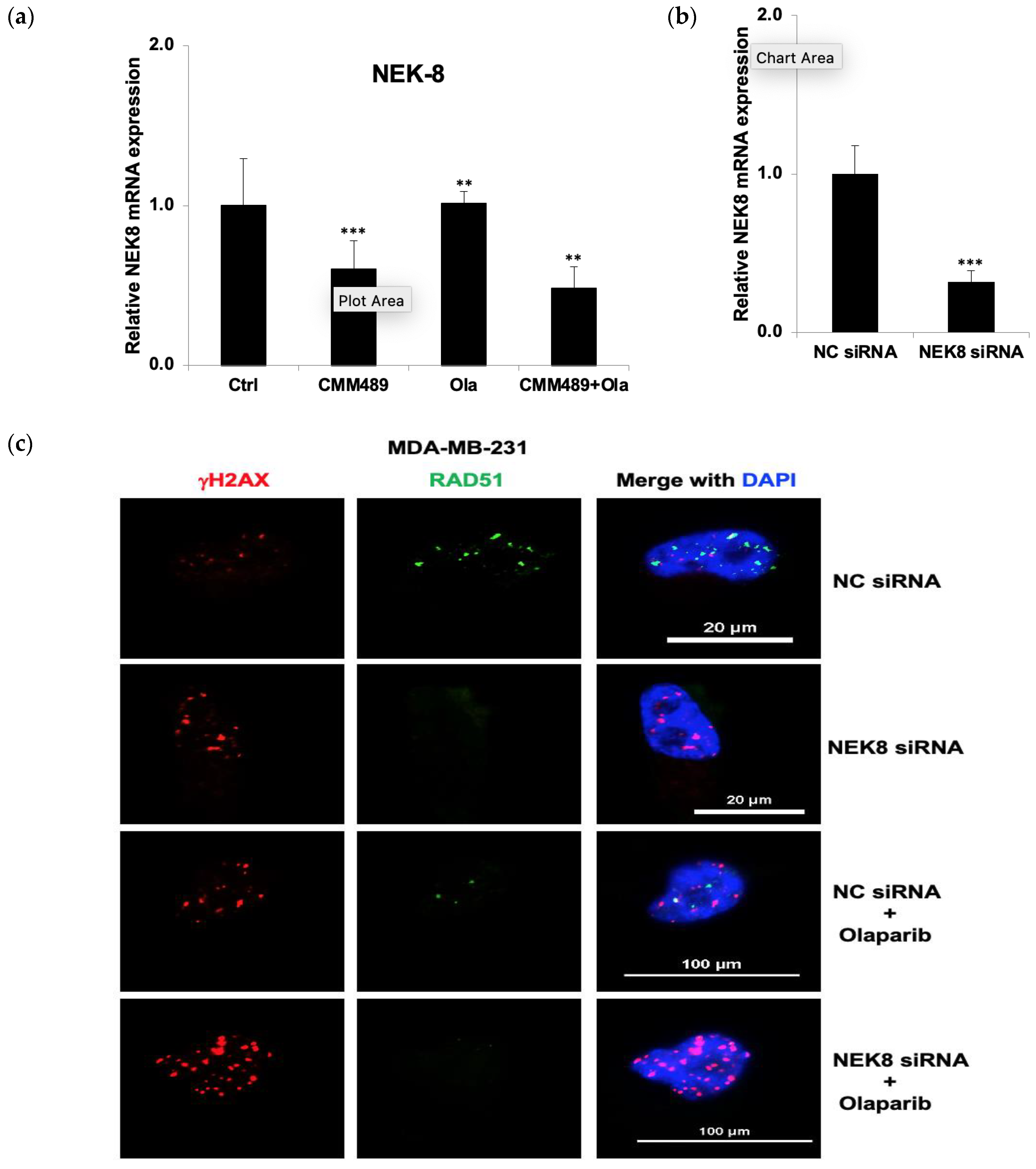 Cells 13 00049 g006