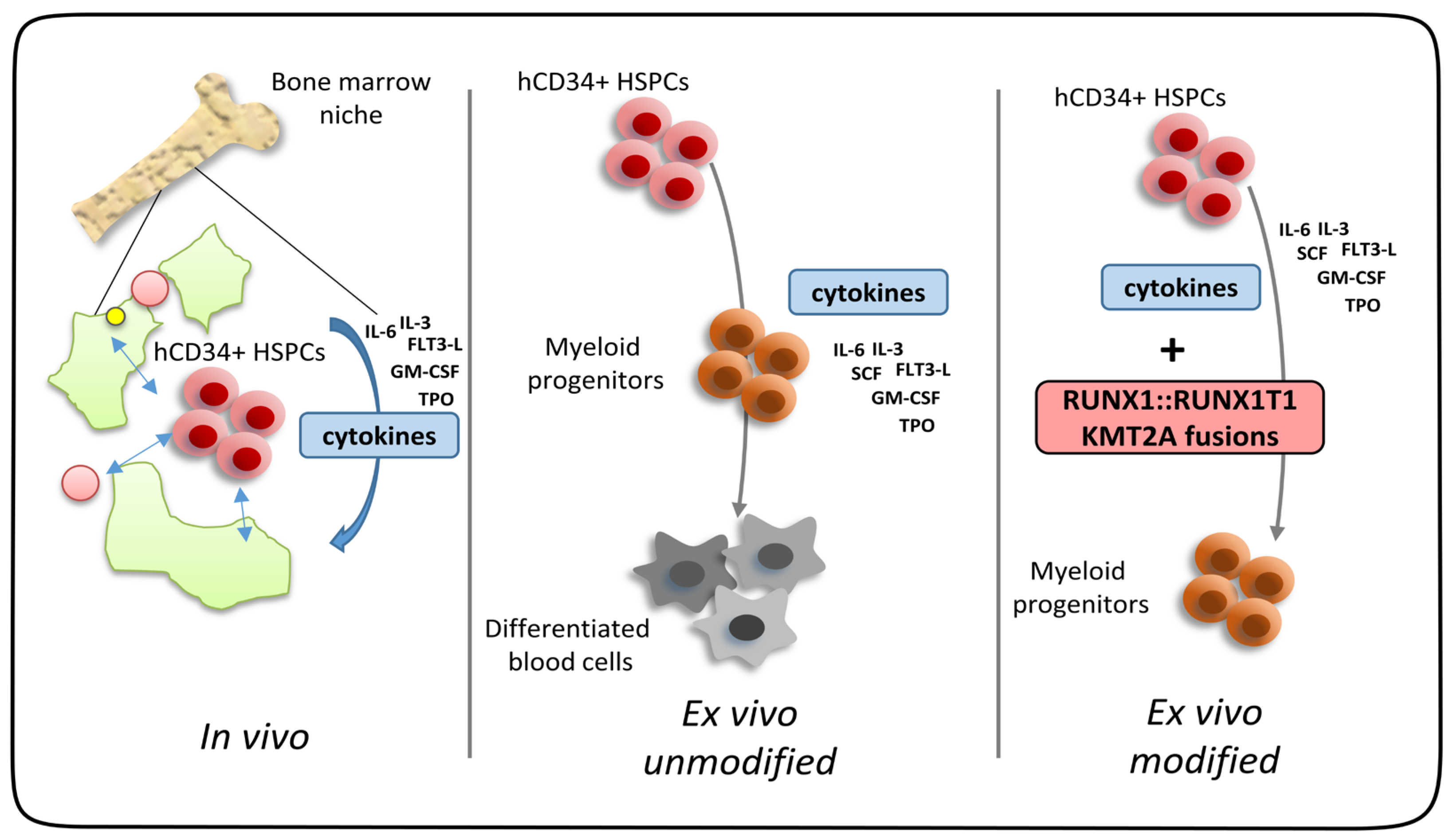 Cells 13 00078 g003 Cells 13 00078 g003