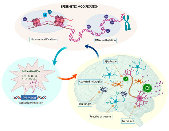 Cells | Free Full-Text | Epigenetic Regulation of 