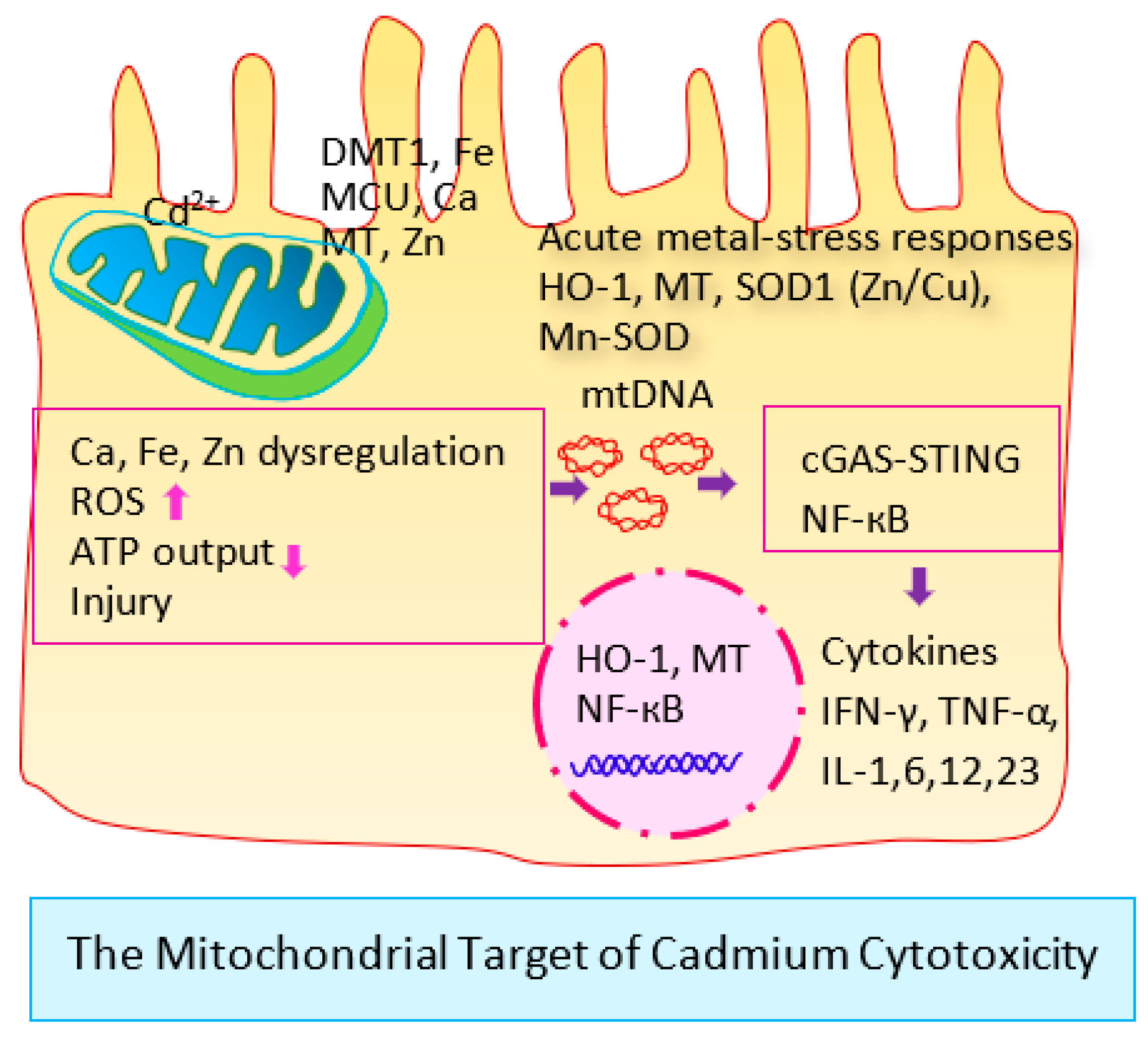 Cells | Free Full-Text | Is Environmental Cadmium Exposure 