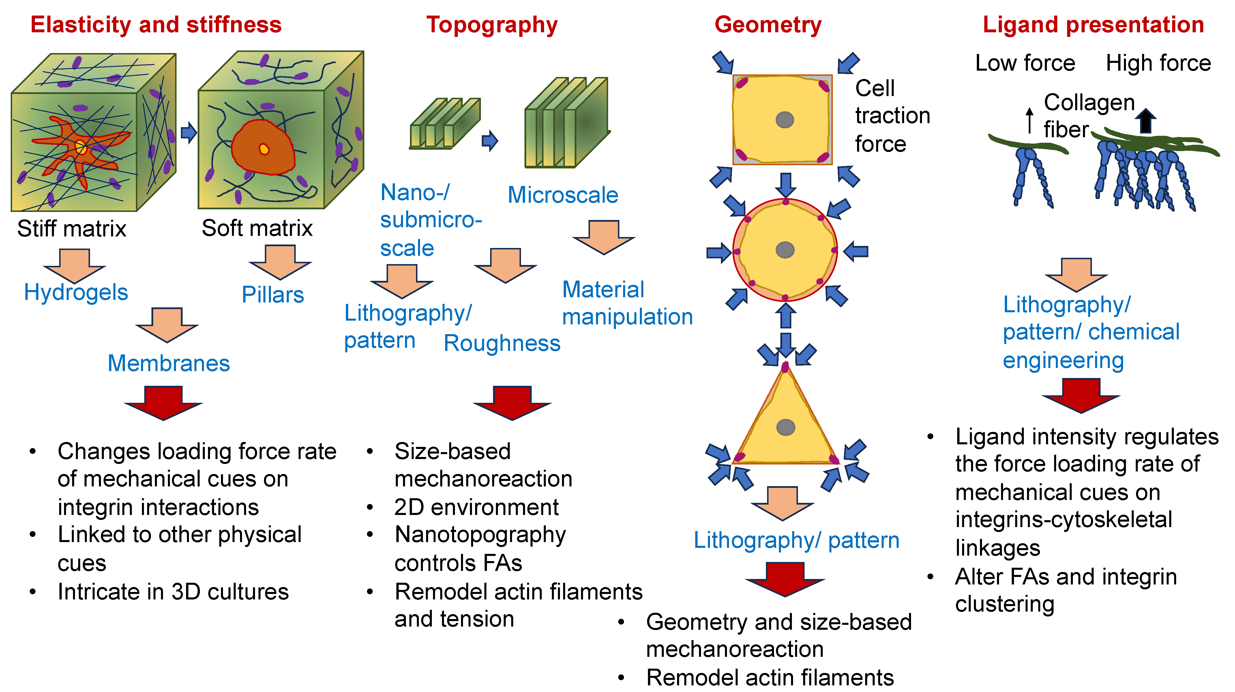 Cells 13 00096 g008 Cells 13 00096 g008
