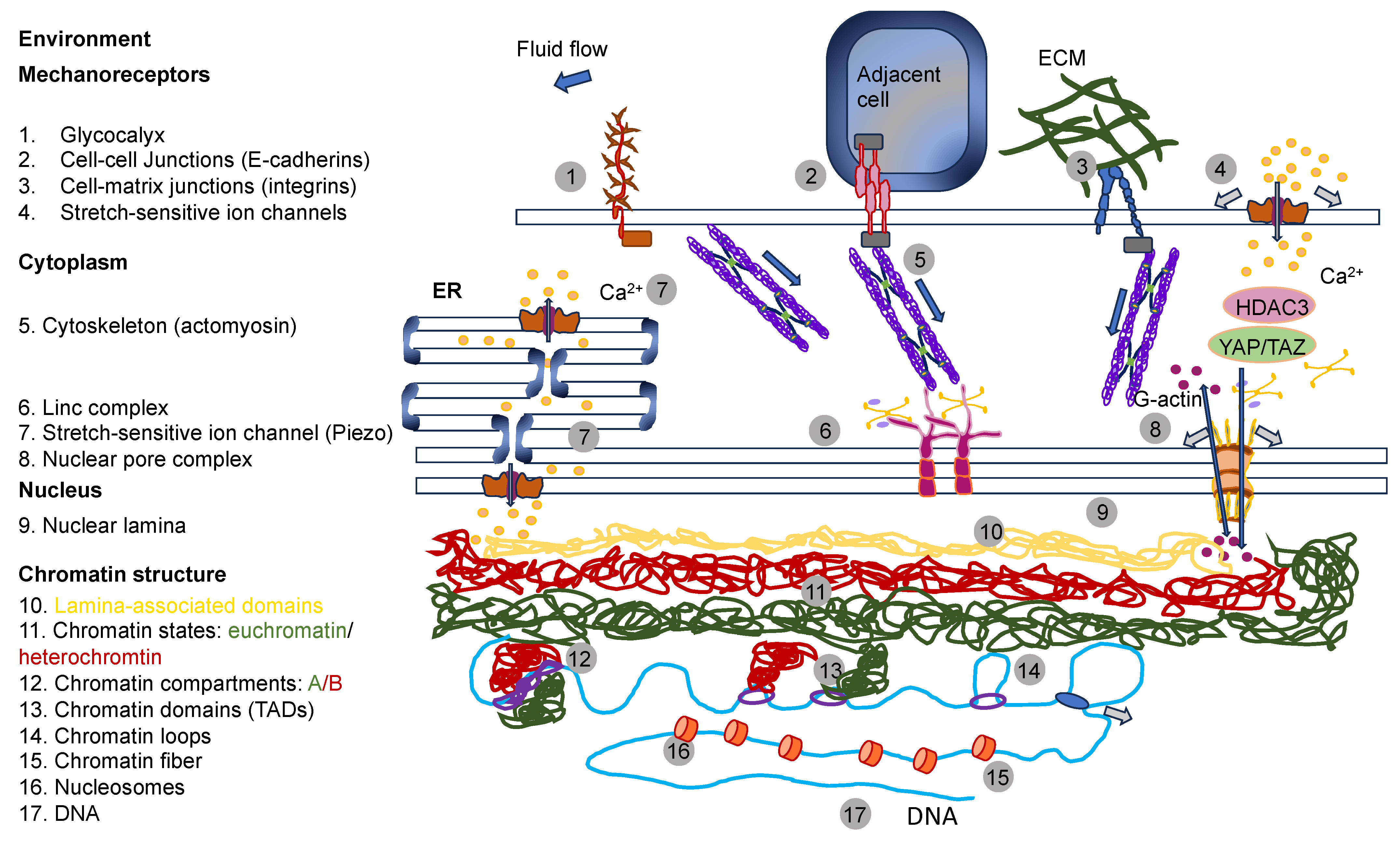 Cells 13 00096 g010 Cells 13 00096 g010