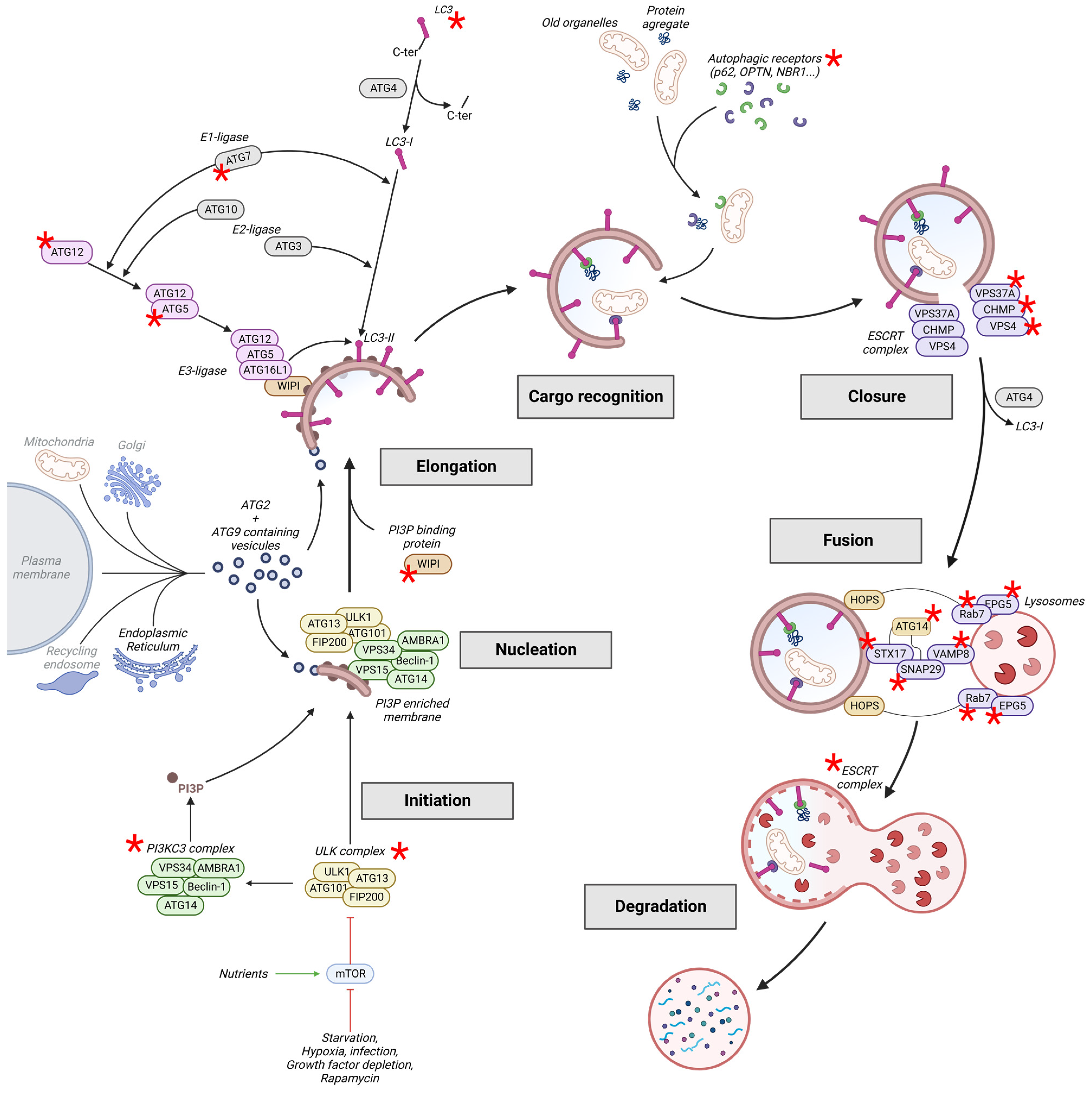 Cells Implications | and | Autophagy: Neuronal Health in Regulations and Disease Free Full-Text