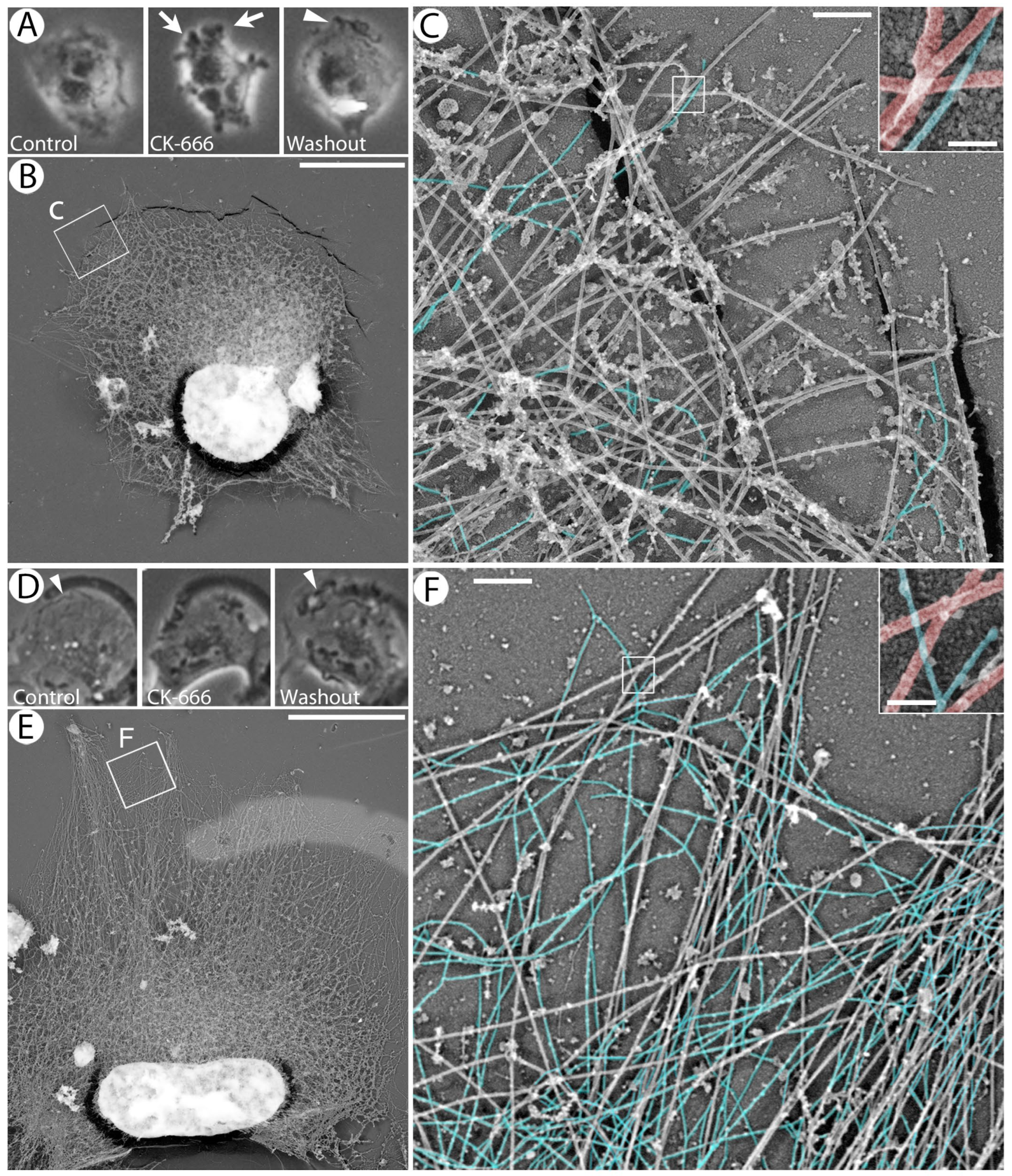 Cells 13 00105 g001 Cells 13 00105 g001