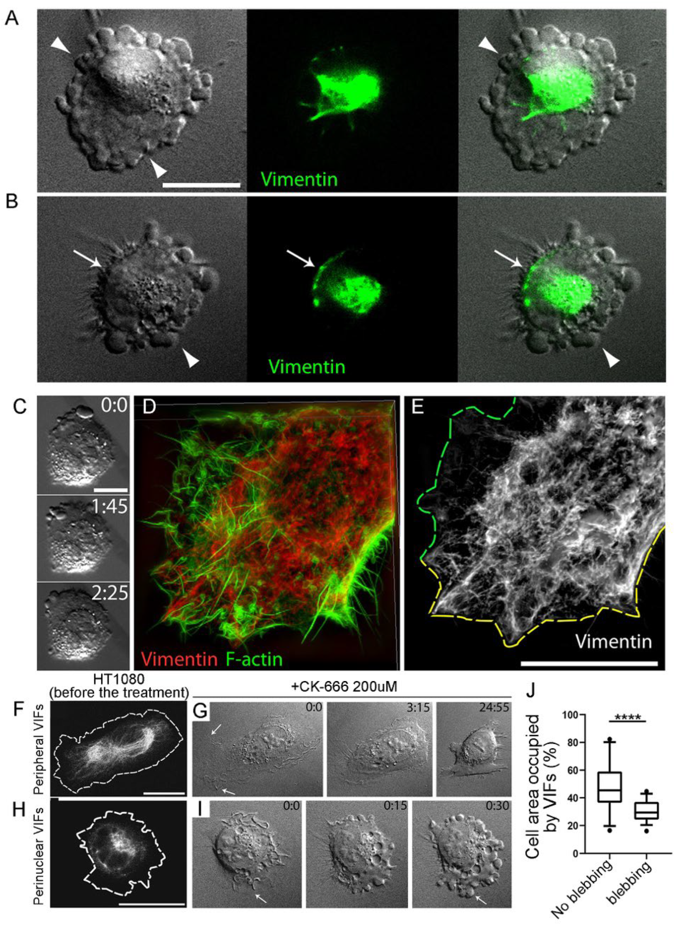 Cells 13 00105 g003 Cells 13 00105 g003