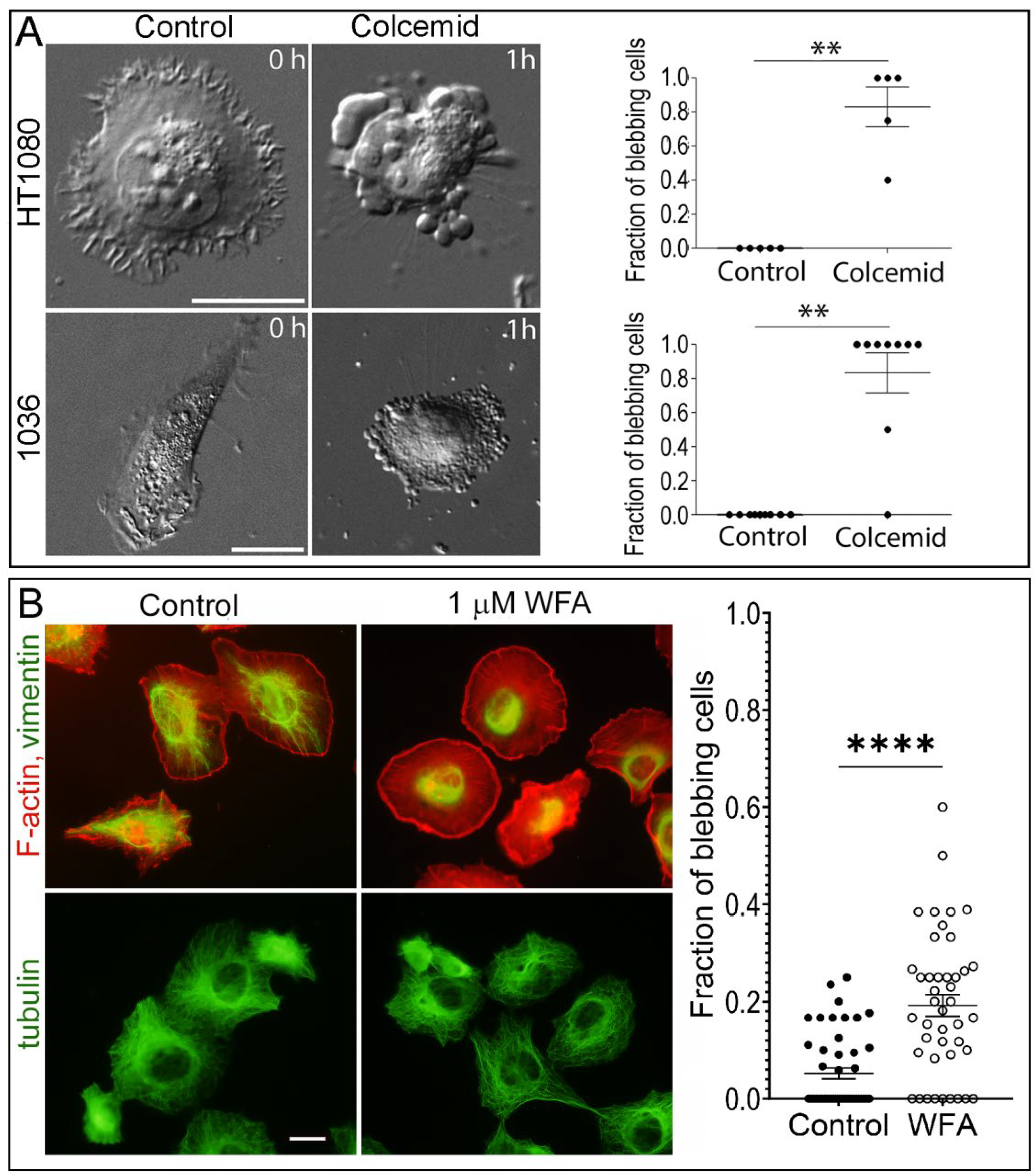 Cells 13 00105 g005 Cells 13 00105 g005