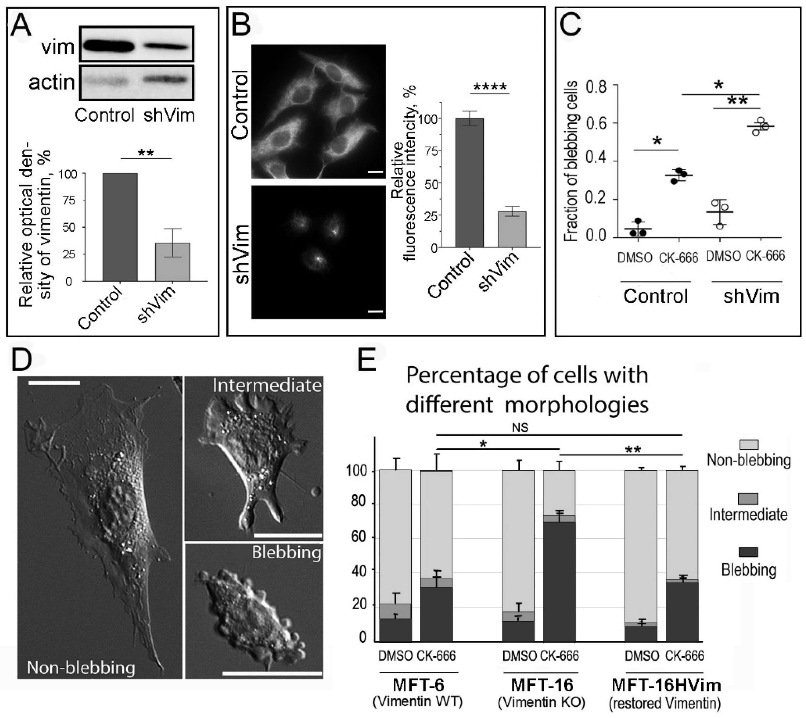 Cells 13 00105 g006 Cells 13 00105 g006