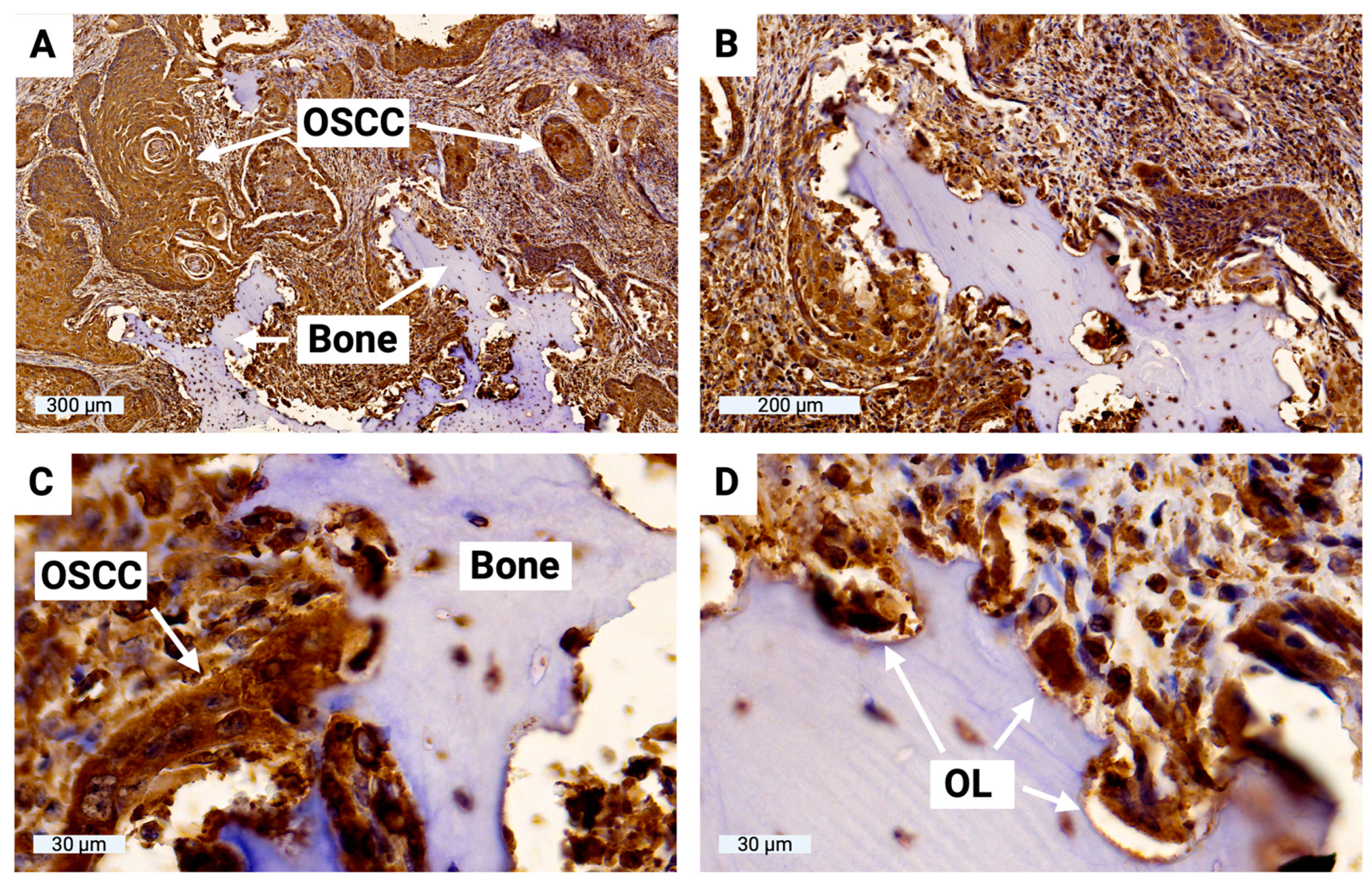 Cells 13 00137 g009
