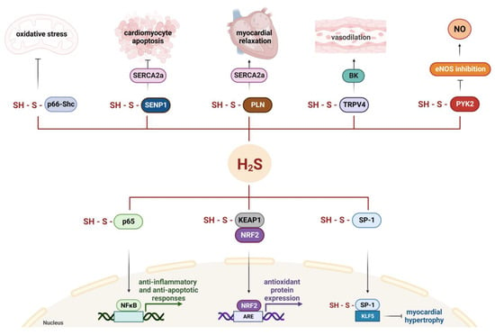 Cells | Free Full-Text | Cardioprotective Effects of Hydrogen 