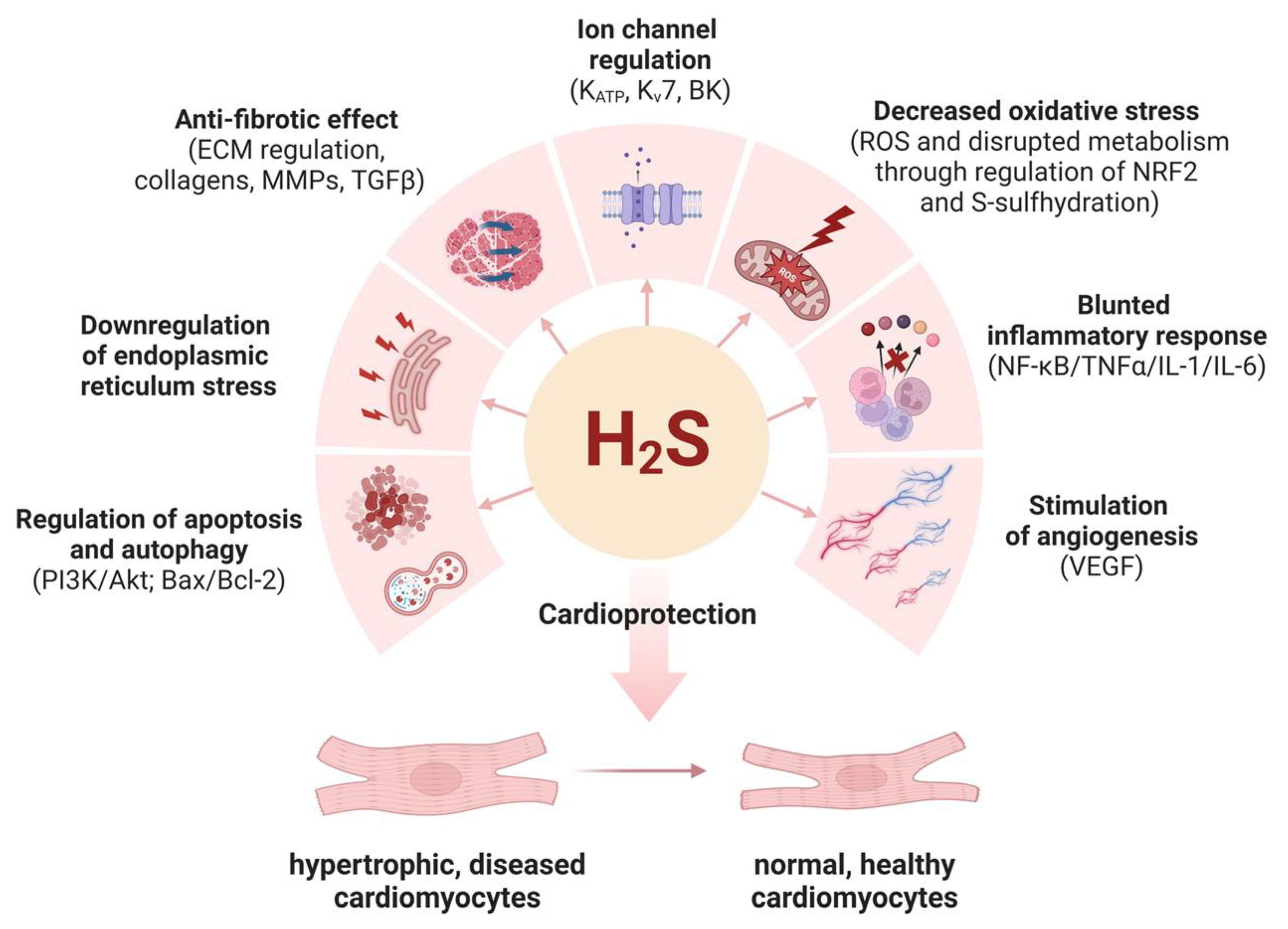 Cells | Free Full-Text | Cardioprotective Effects of Hydrogen 