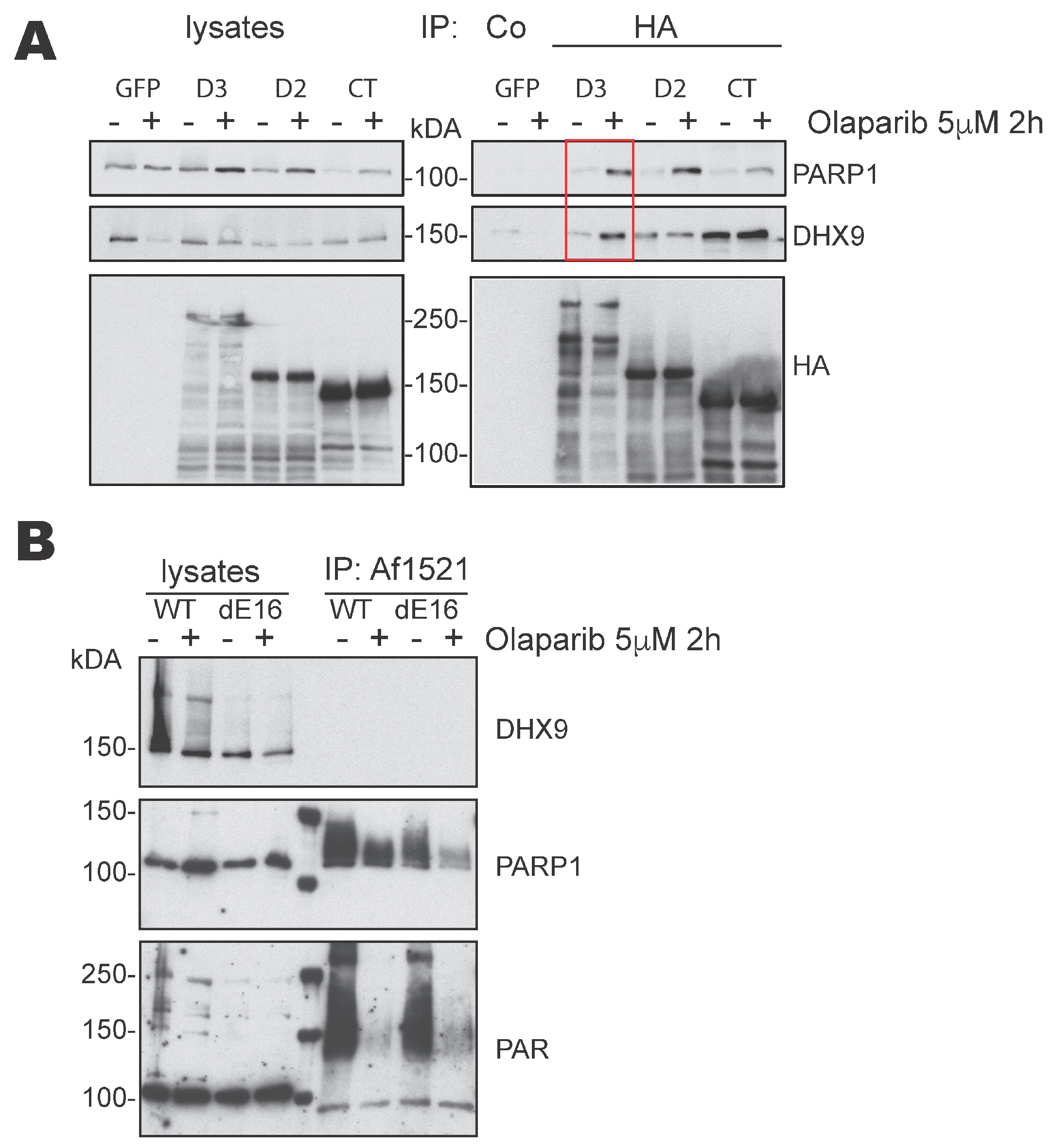 Cells 13 00159 g002 Cells 13 00159 g002