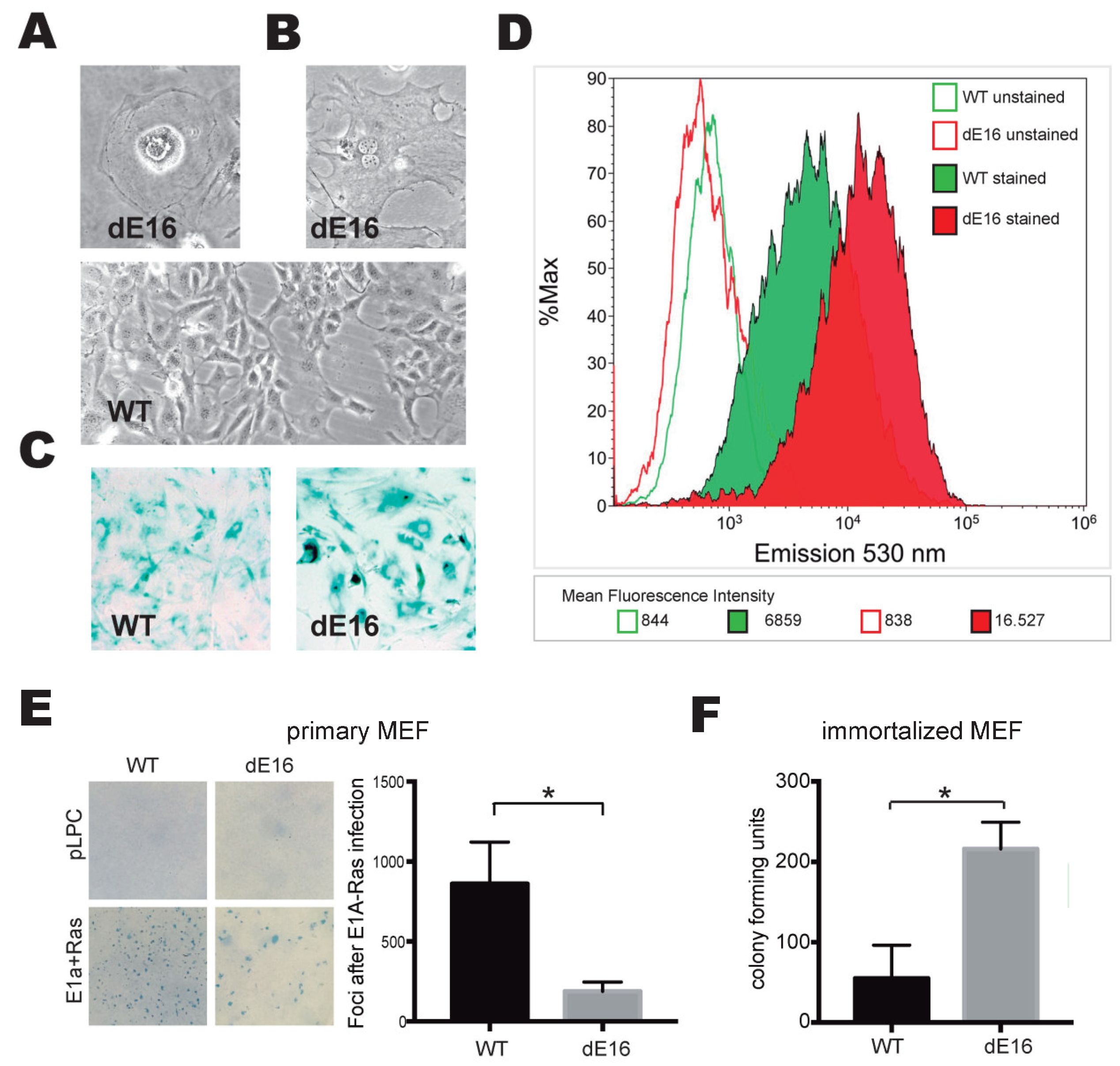 Cells 13 00159 g004 Cells 13 00159 g004