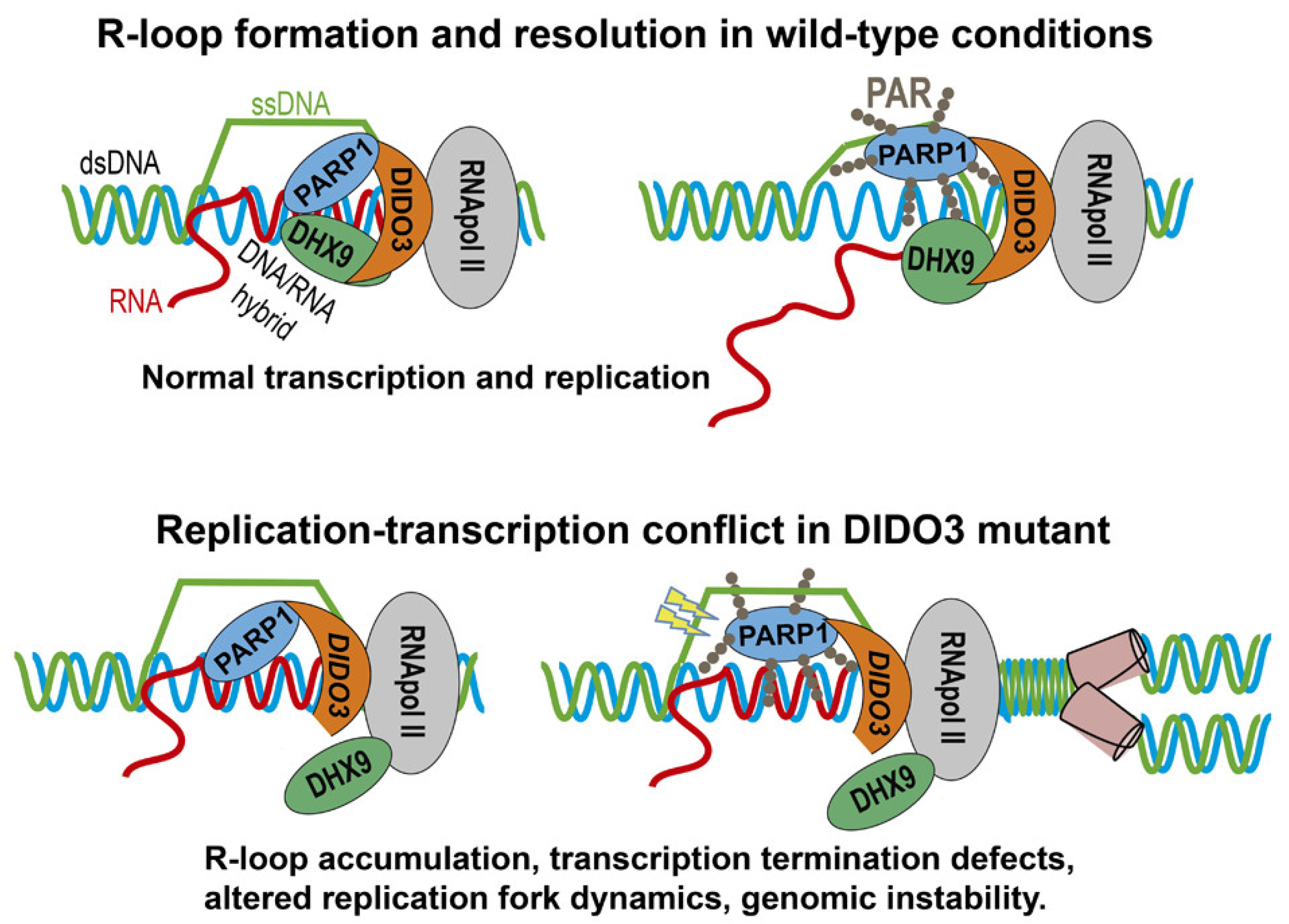 Cells 13 00159 g005 Cells 13 00159 g005