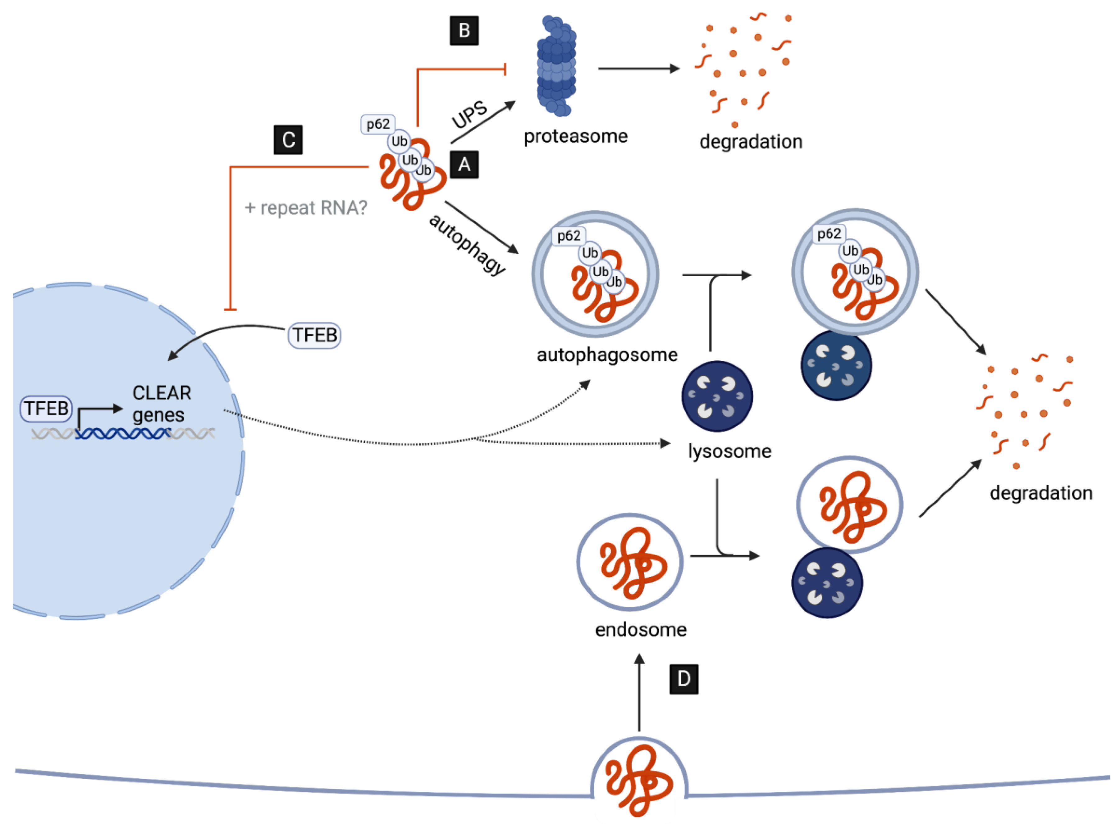 Cells Free Full Text ALS Perfect Storm C9orf72