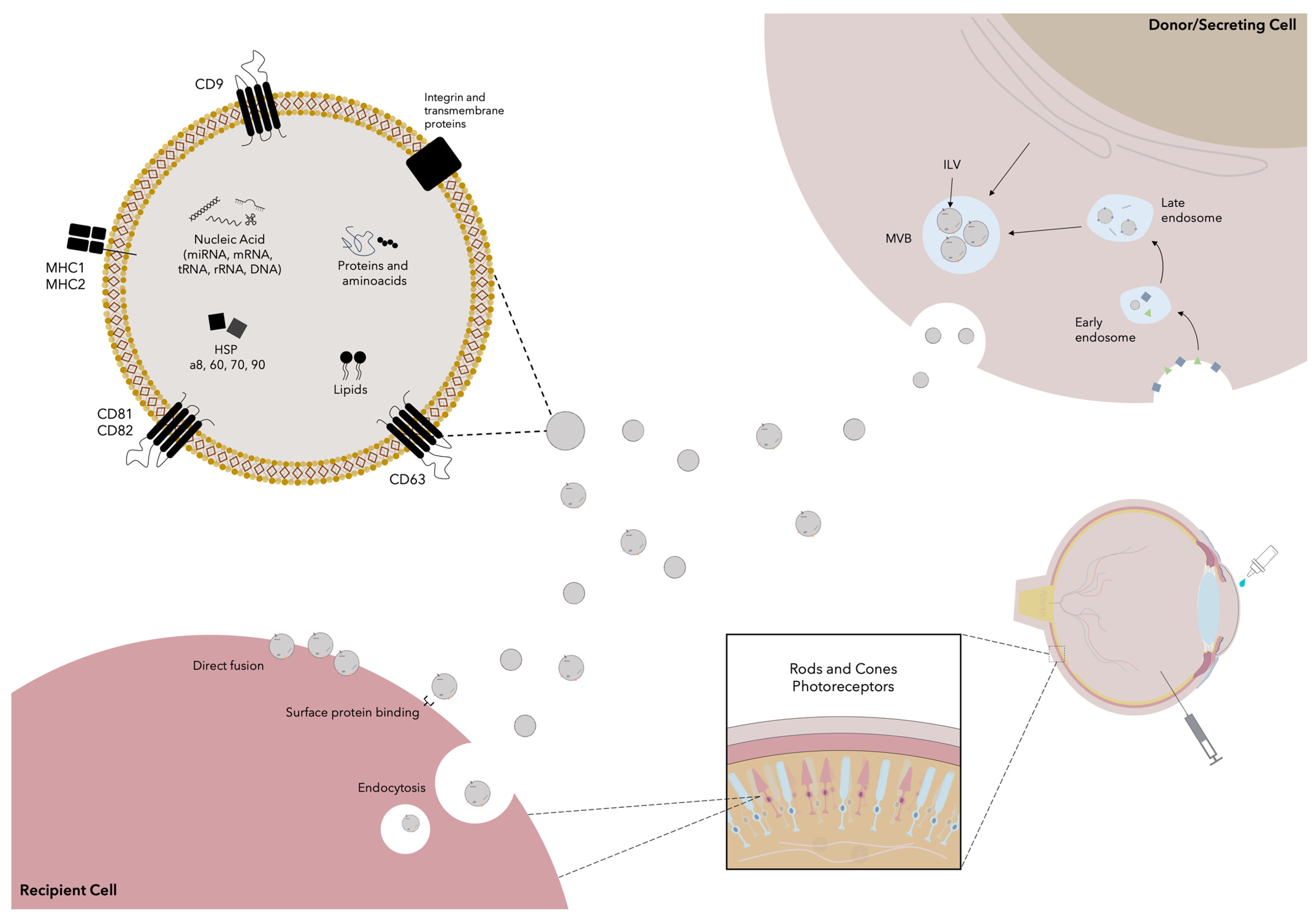 Cells 13 00179 g002 Cells 13 00179 g002