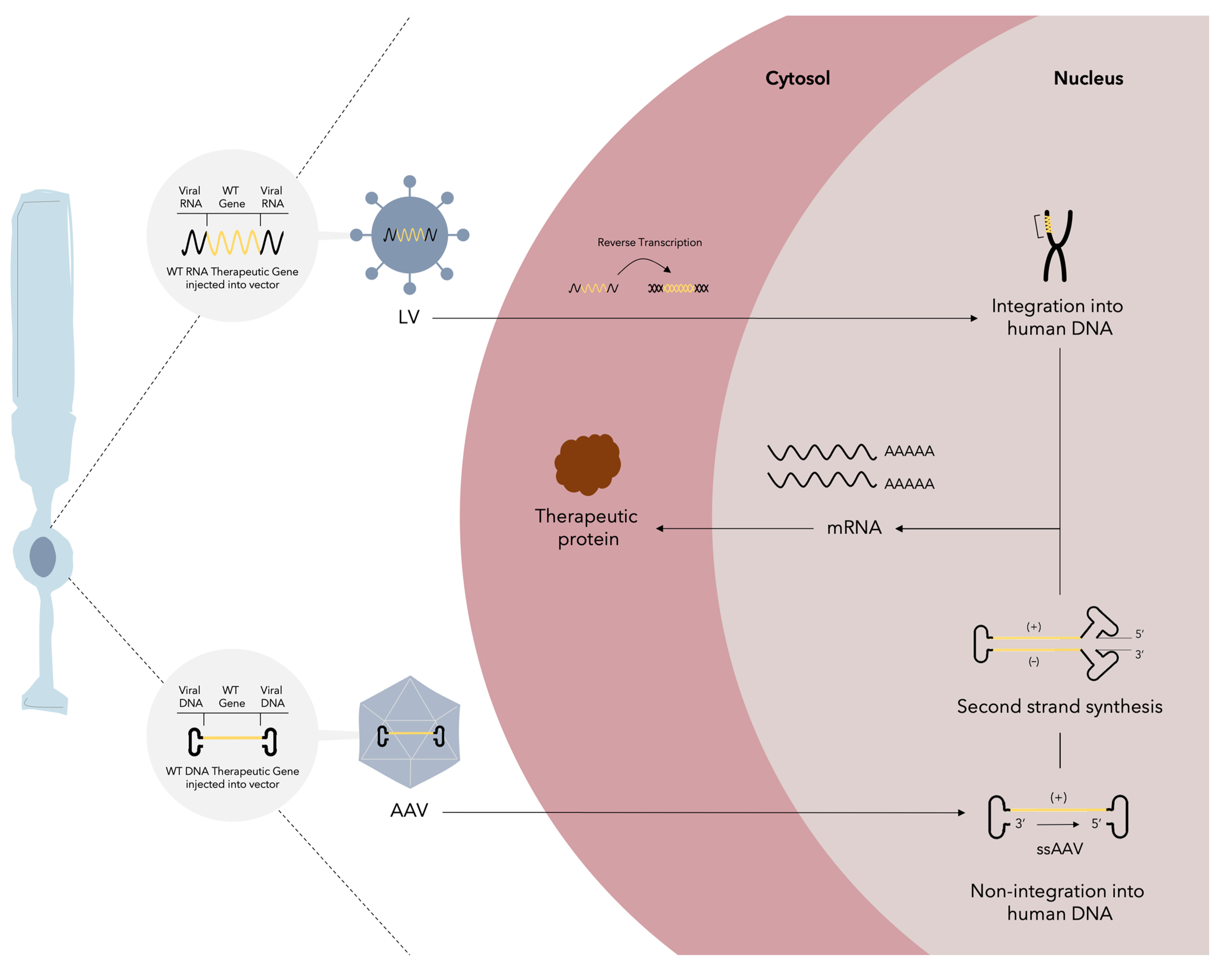 Cells 13 00179 g004 Cells 13 00179 g004