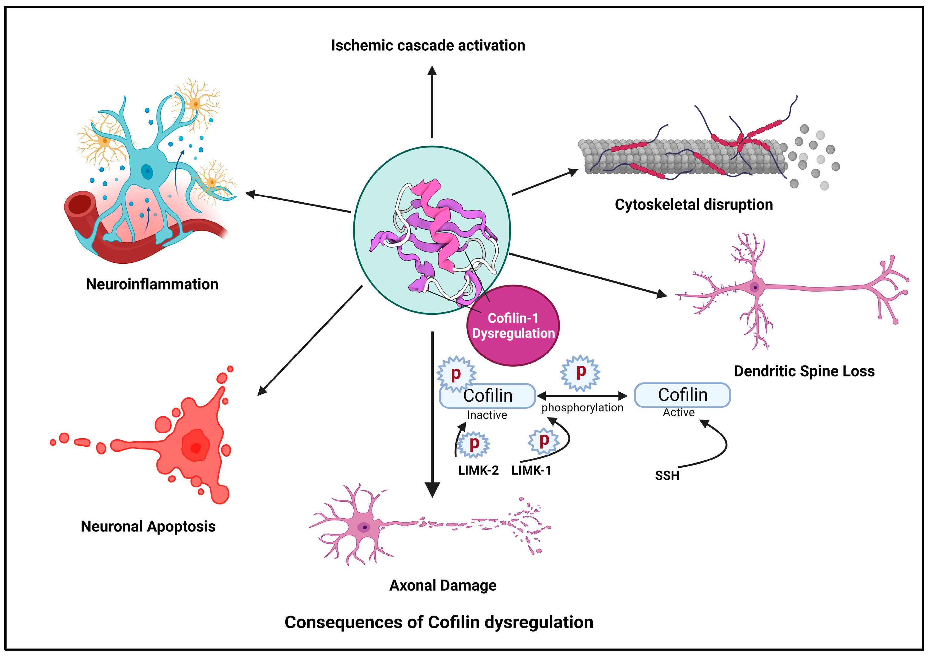 Cells 13 00188 g002 Cells 13 00188 g002