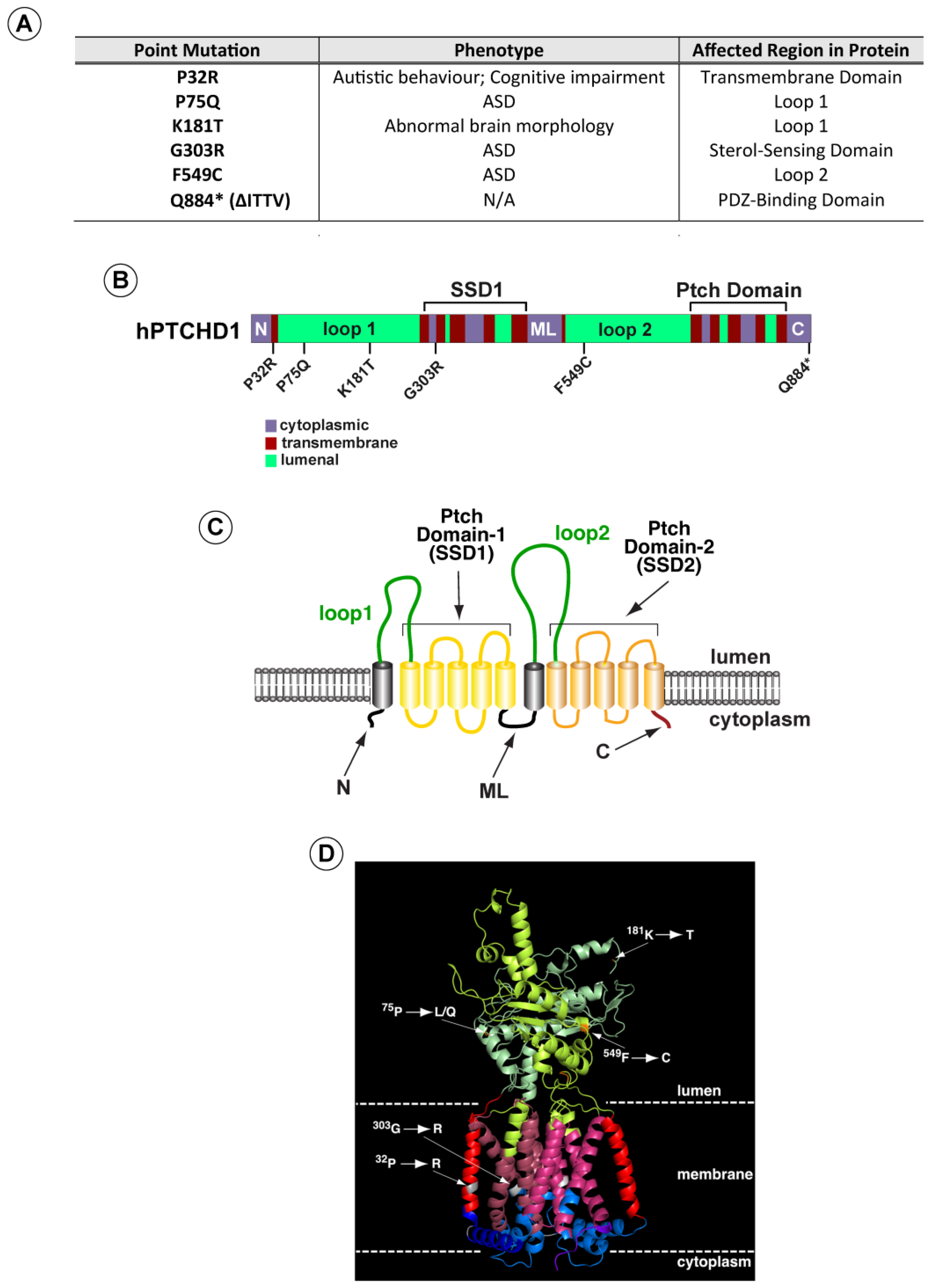 Cells Free Full Text Nonsynonymous Mutations in Intellectual