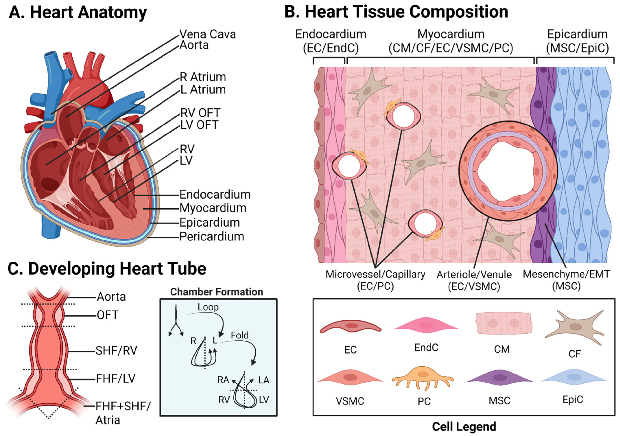 The Anatomy Of A Heart - Central Georgia Heart Center