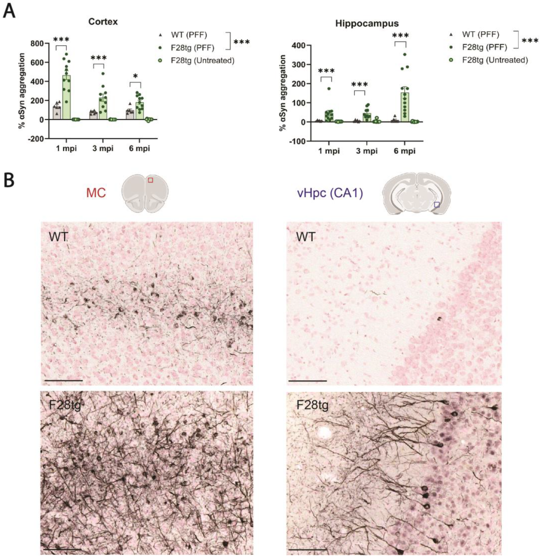 Cells Free Full Text Characterization of pSer129 Syn