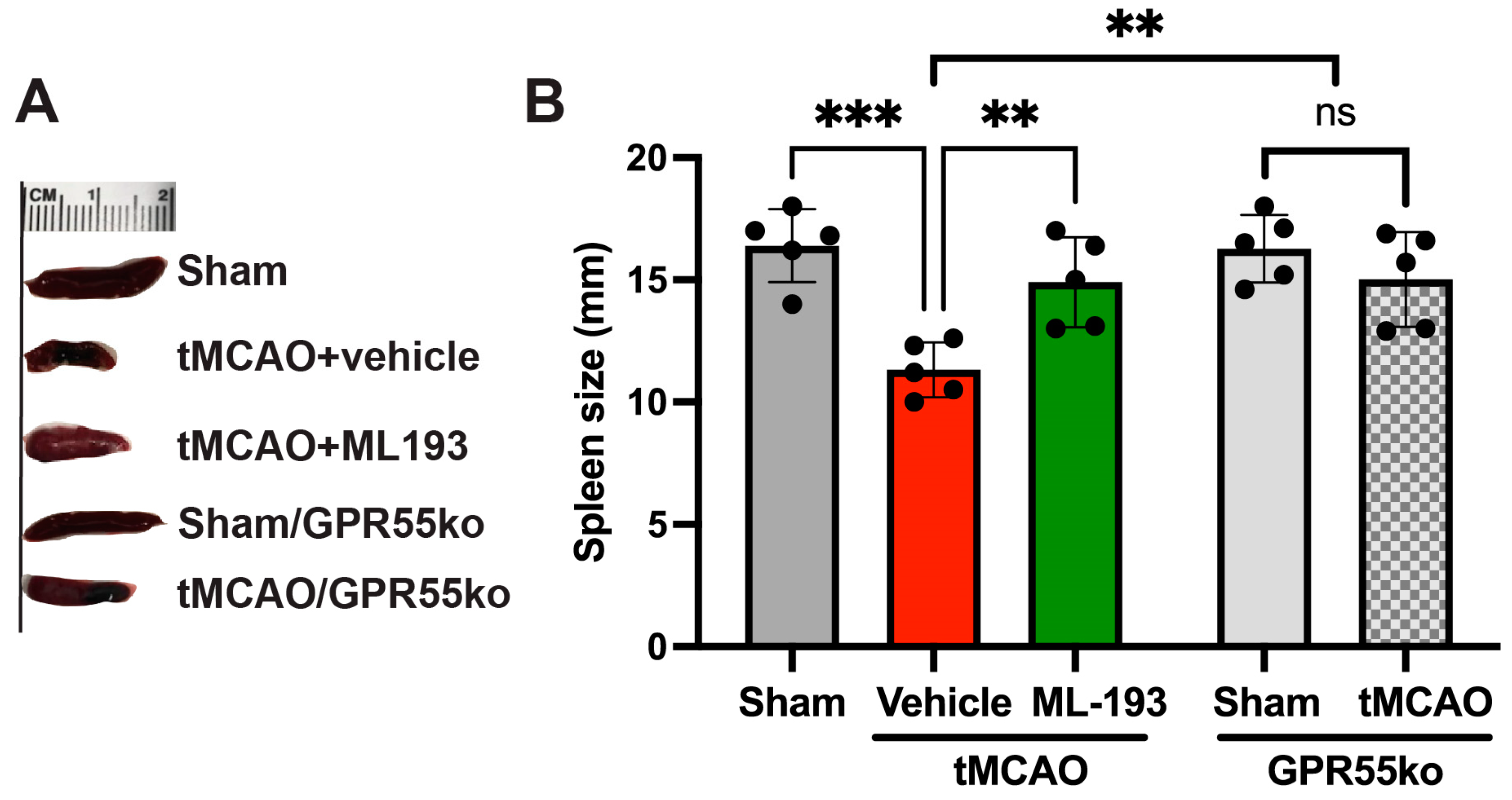 Cells 13 00280 g002 Cells 13 00280 g002