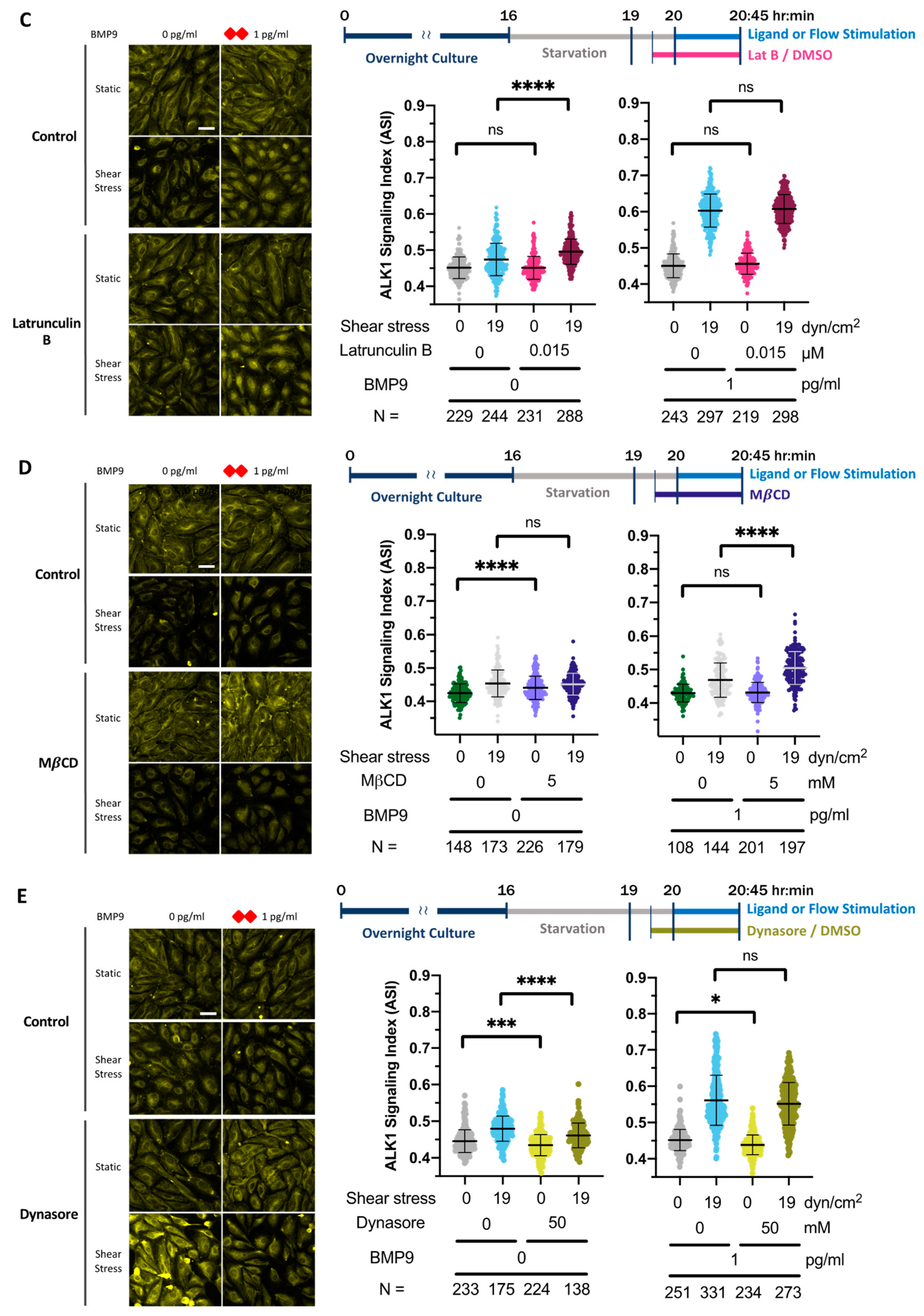 Cells 13 00285 g005b Cells 13 00285 g005b