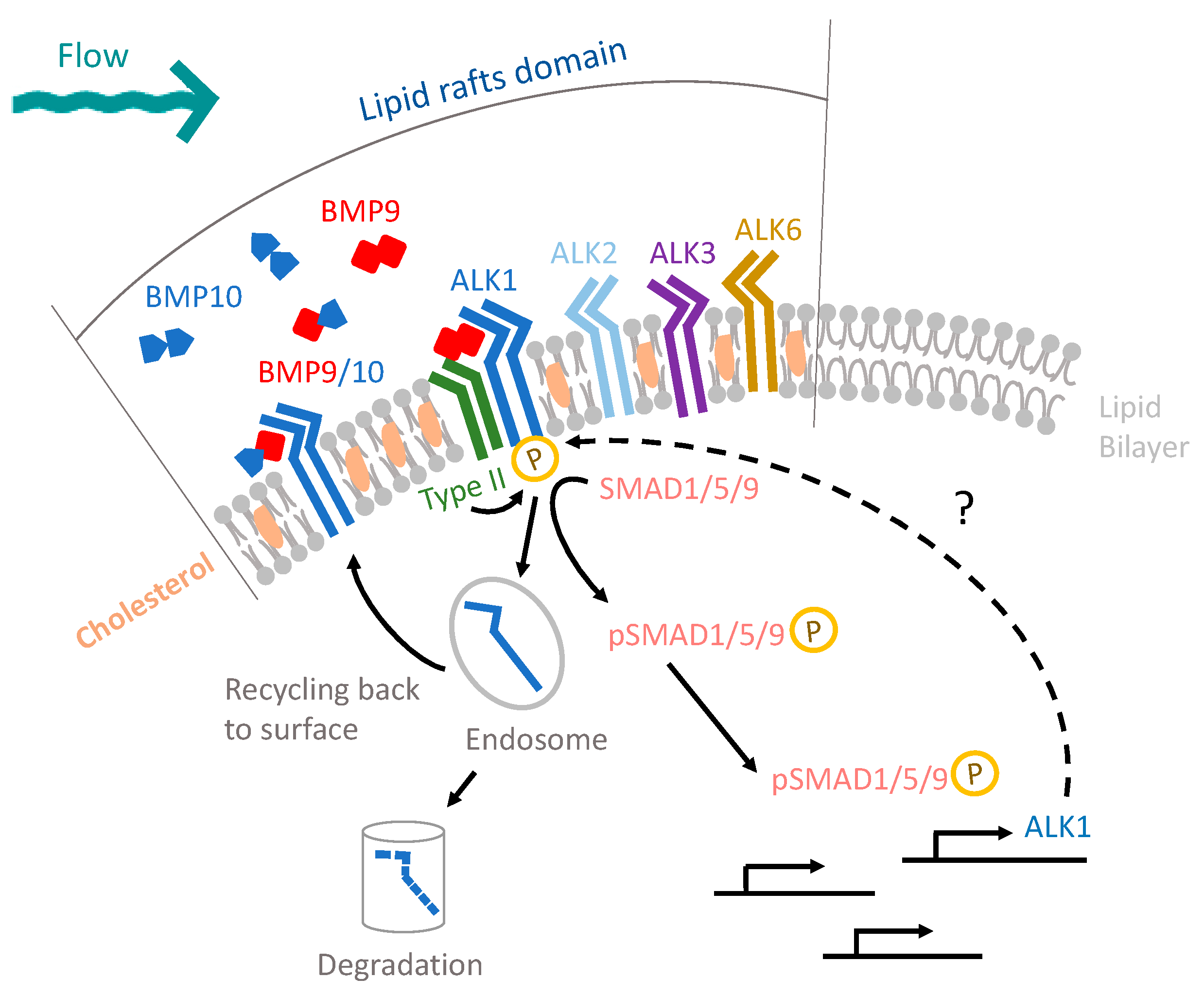 Cells 13 00285 g006 Cells 13 00285 g006