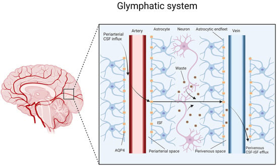 Cells | Free Full-Text | Glymphatic System Pathology and ...