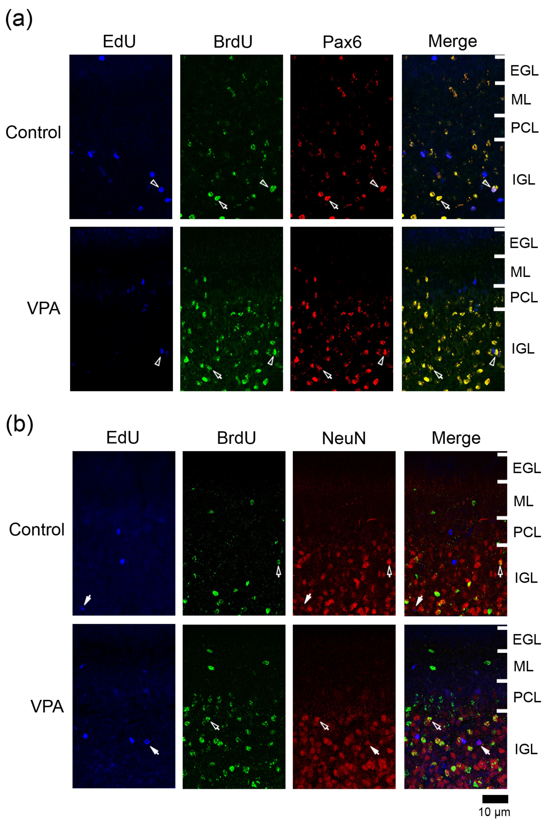 Cells 13 00308 g003 Cells 13 00308 g003