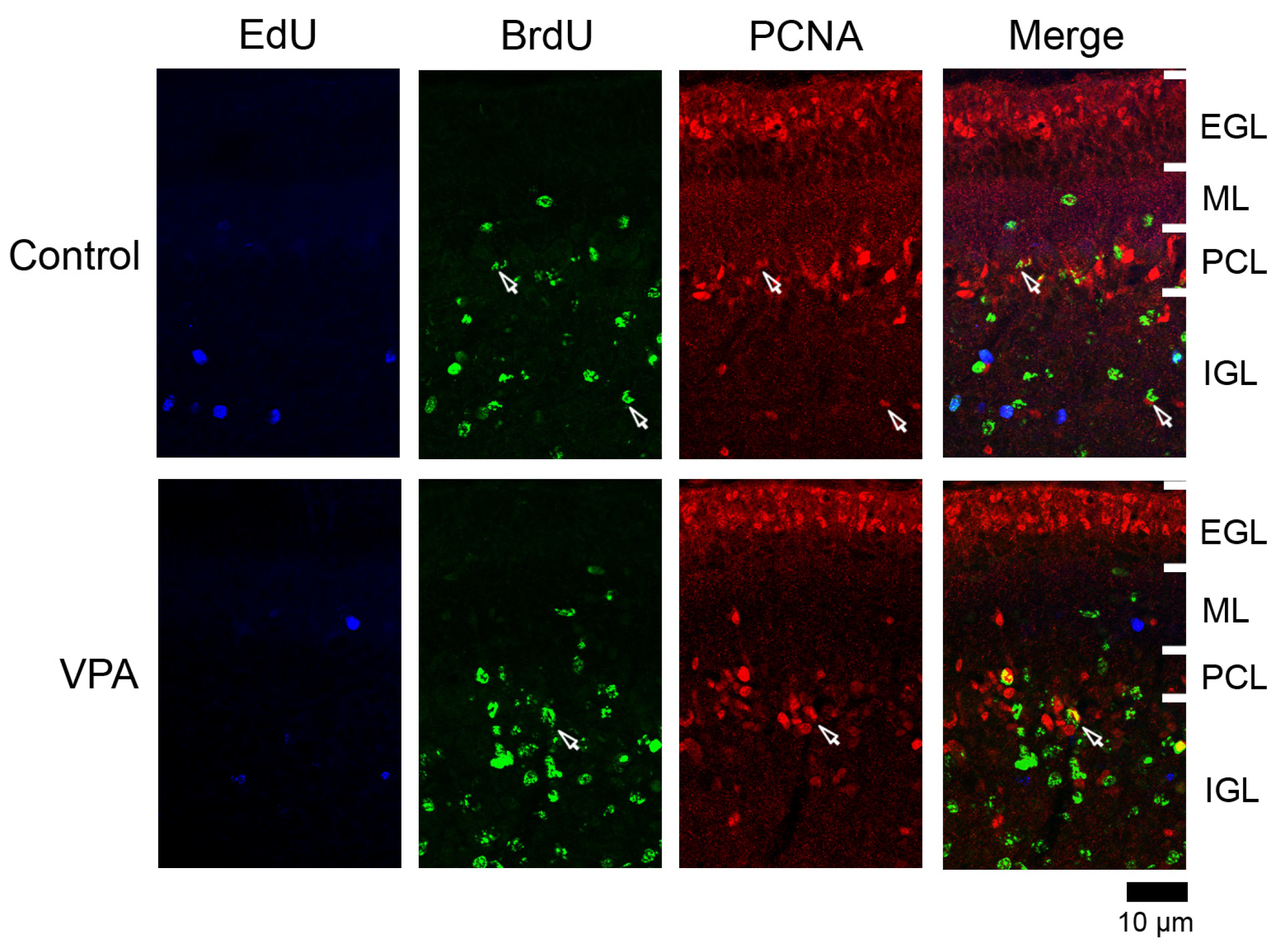 Cells 13 00308 g004 Cells 13 00308 g004