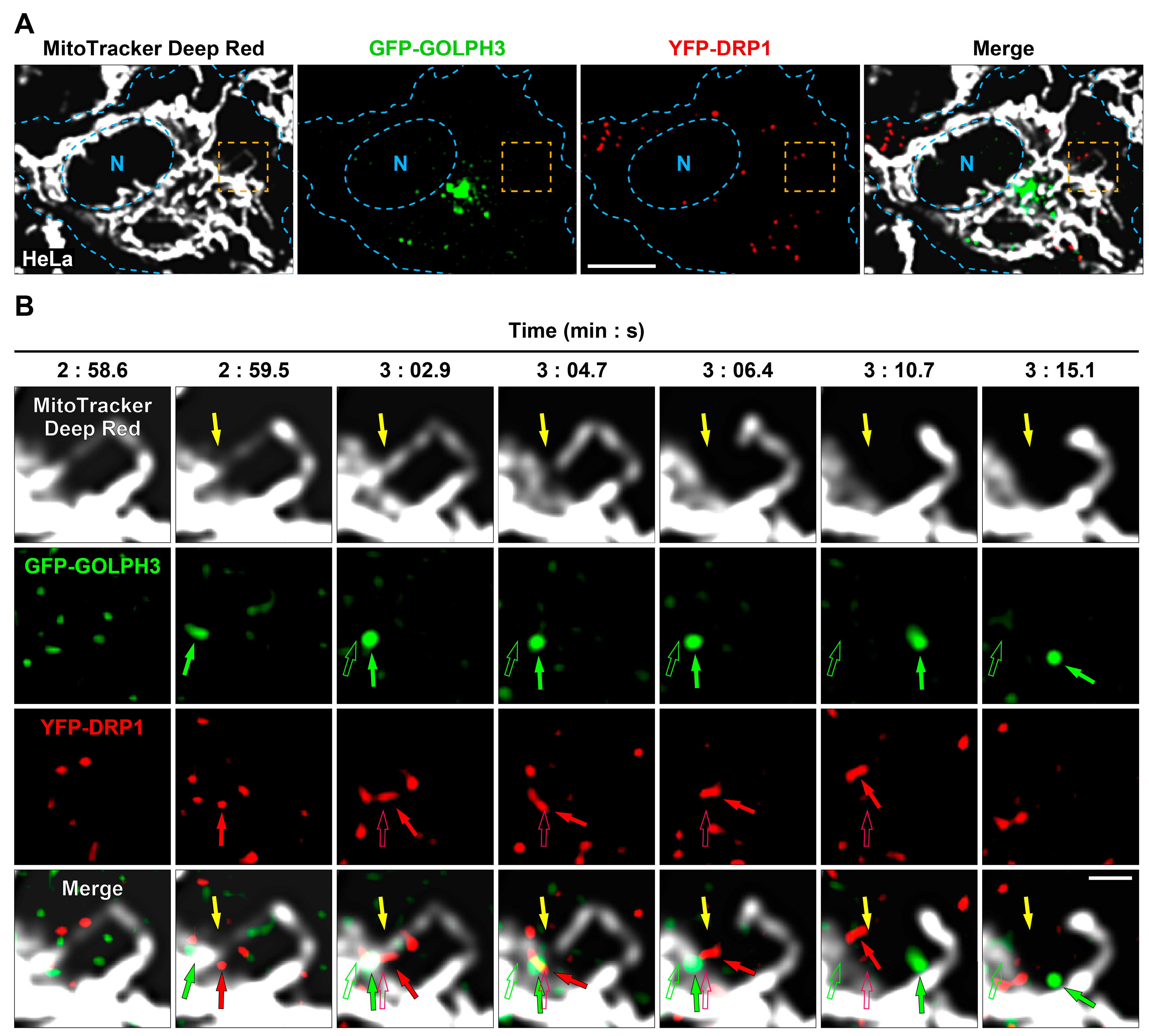 Cells 13 00316 g002 Cells 13 00316 g002