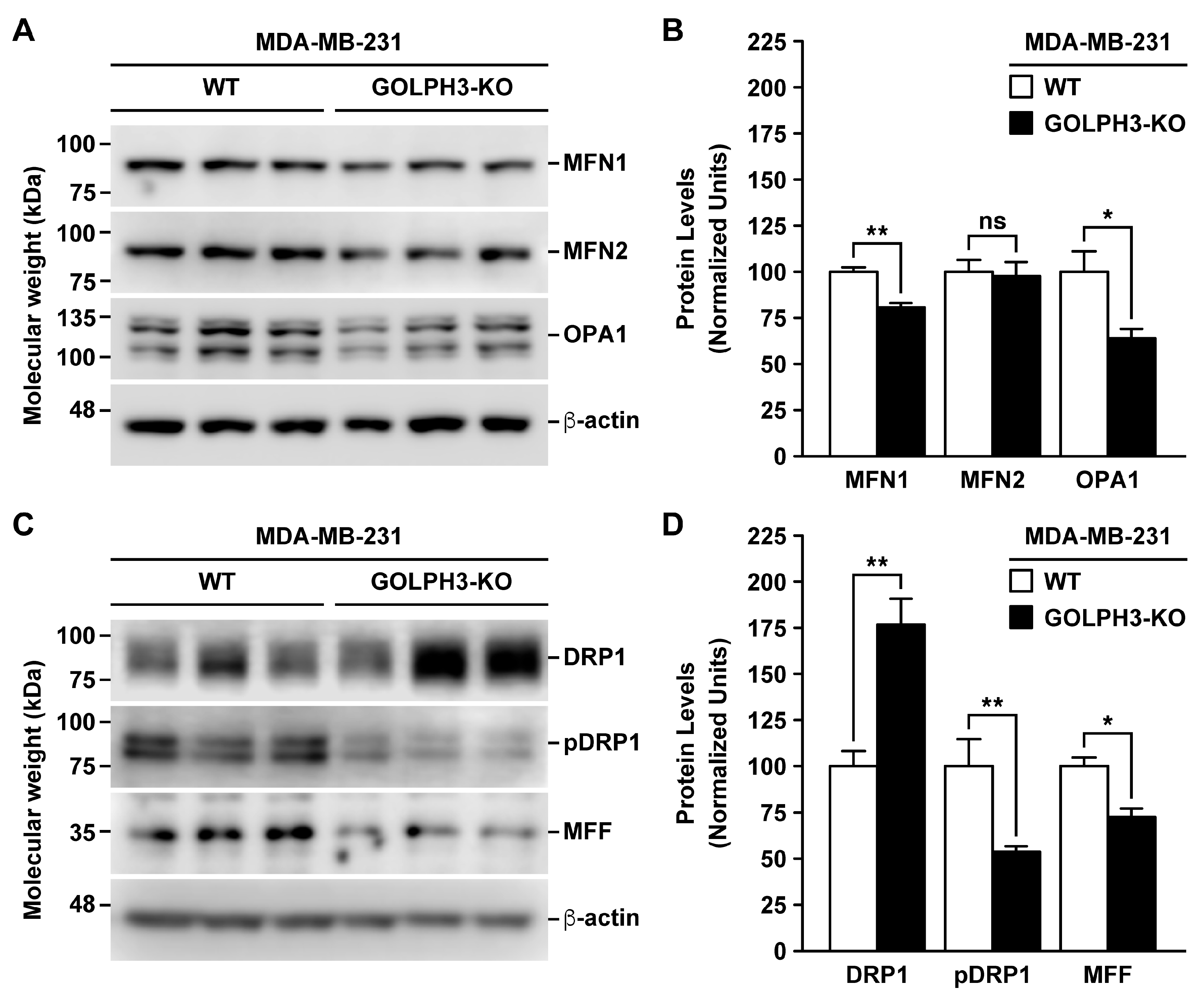 Cells 13 00316 g006 Cells 13 00316 g006