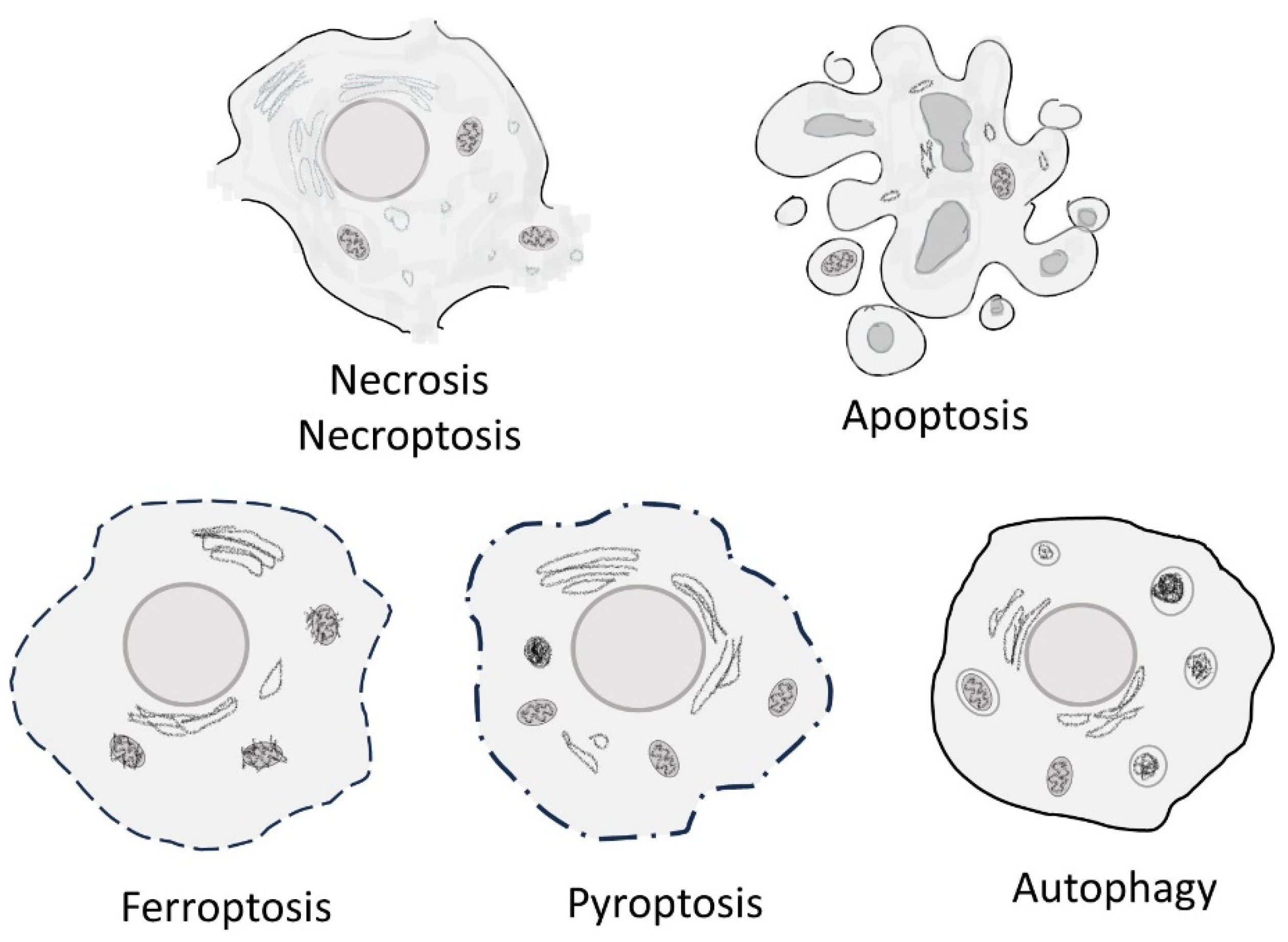 Cells, Free Full-Text