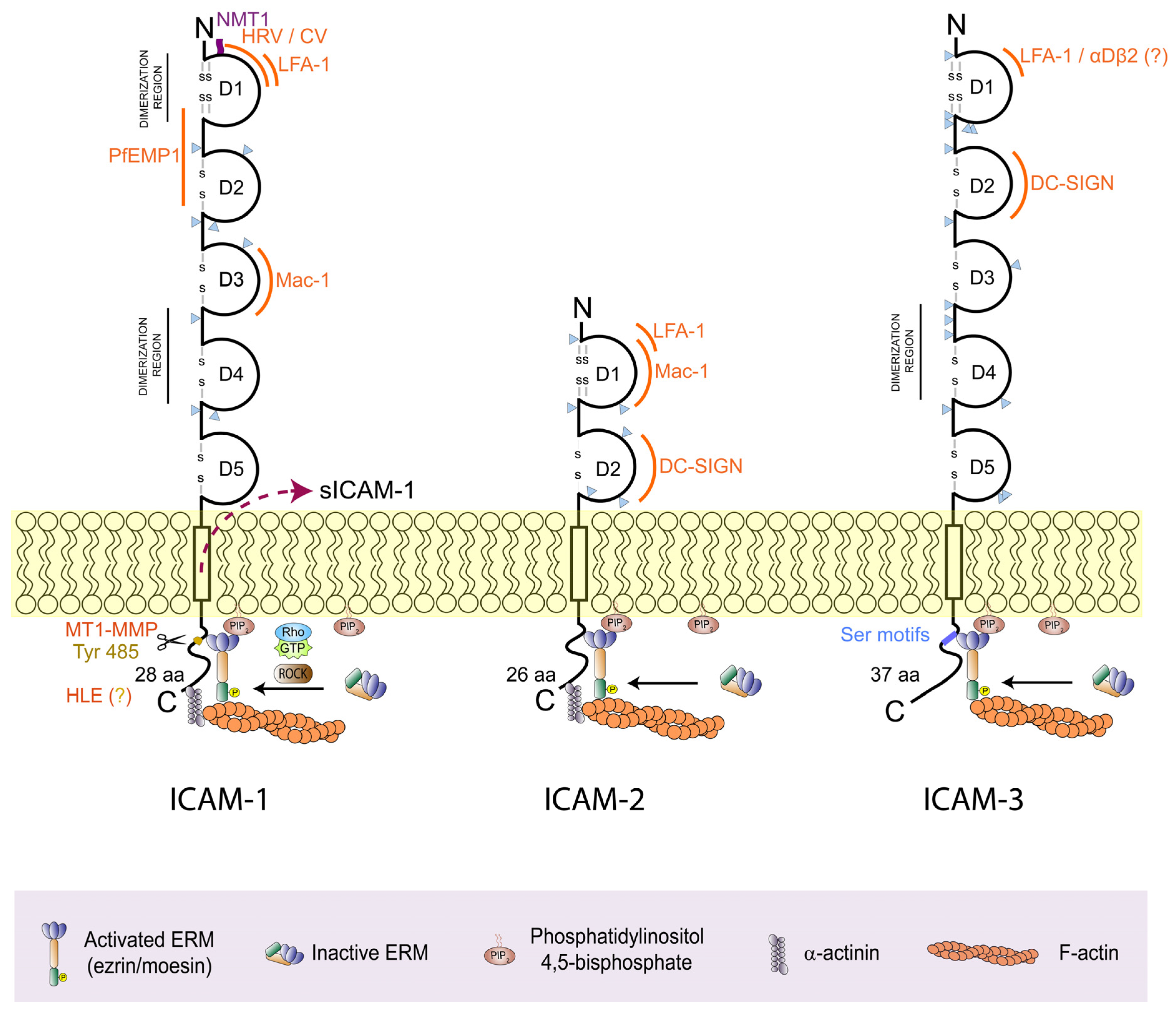 Cells | Free Full-Text | ICAMs in Immunity, Intercellular