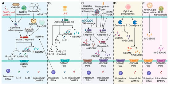 Cells Free Full Text Harnessing Pyroptosis for Cancer