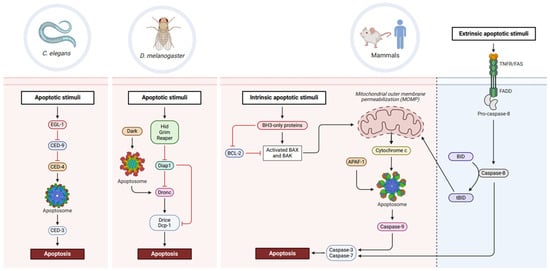 Cells Free Full Text Understanding Developmental Cell Death