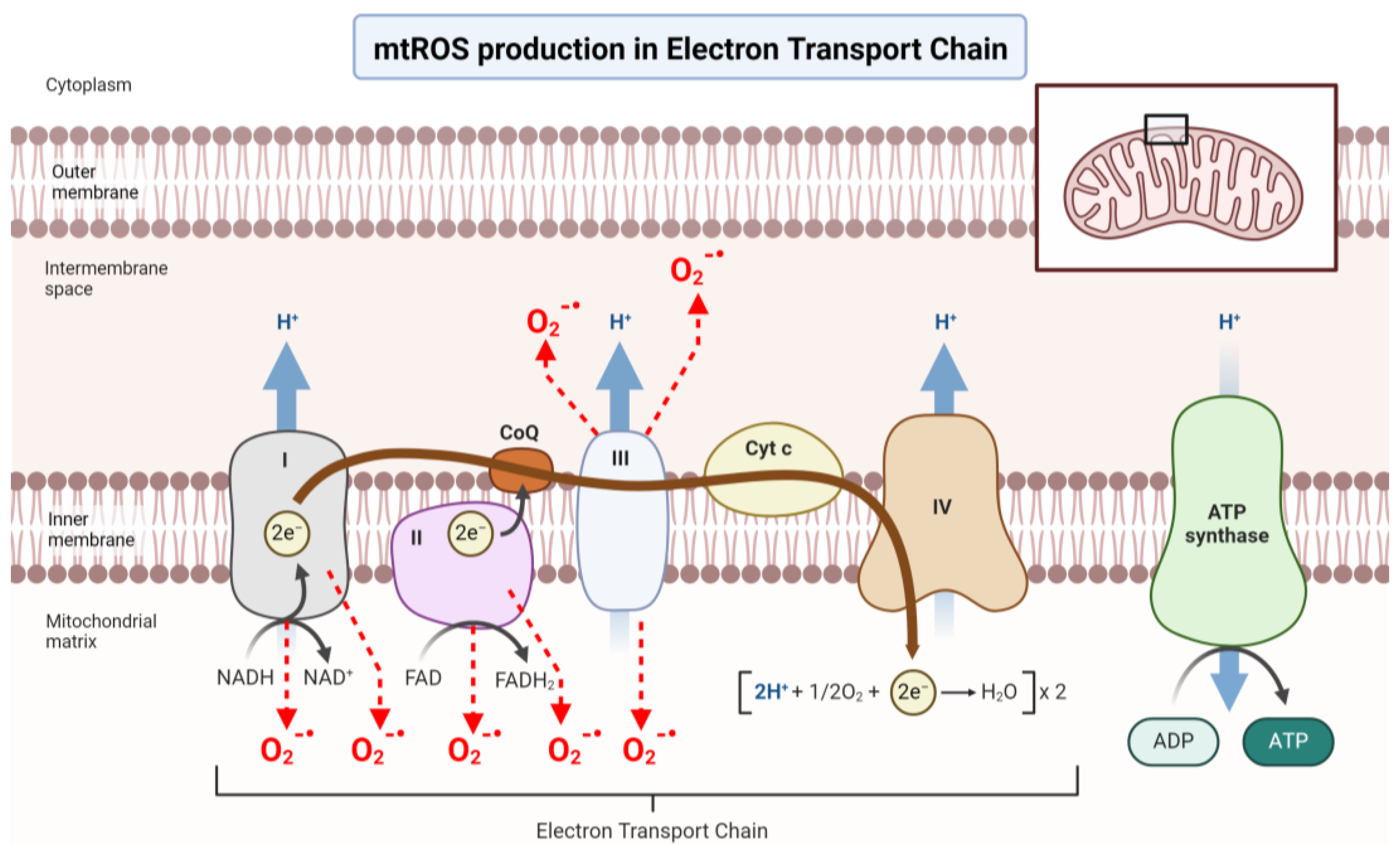 Cells 13 00353 g002