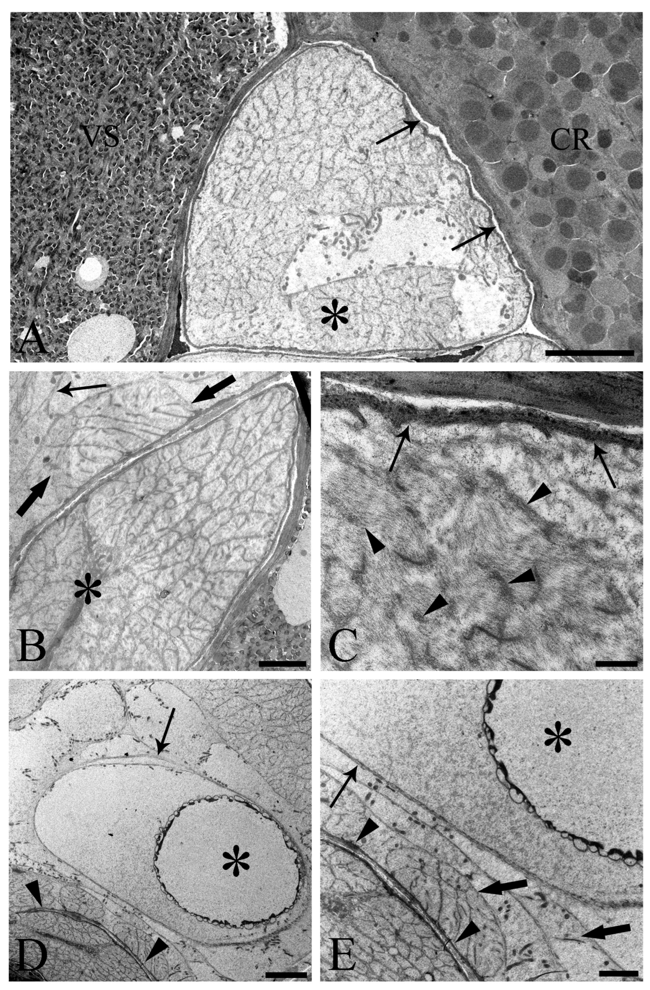 Cells 13 00356 g005