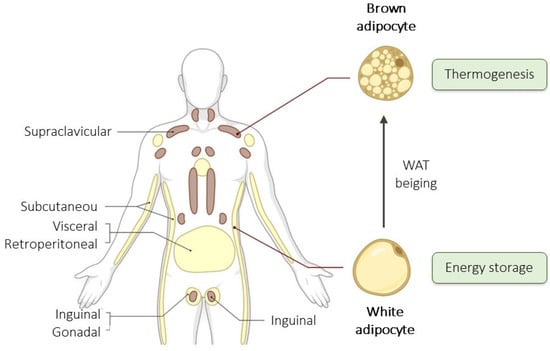 Cells | Free Full-Text | Unraveling Adipose Tissue Dysfunction ...