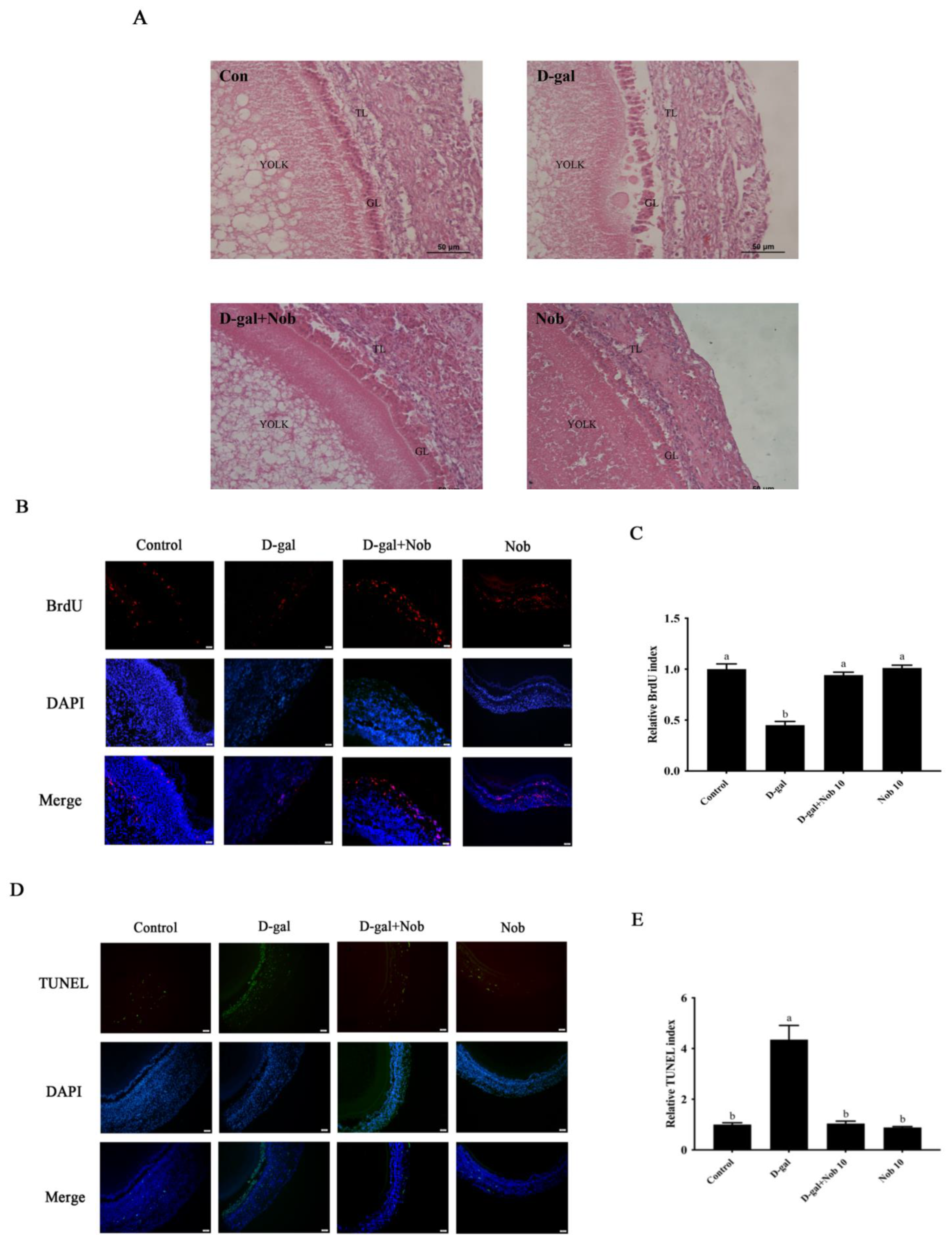 Cells 13 00415 g004a